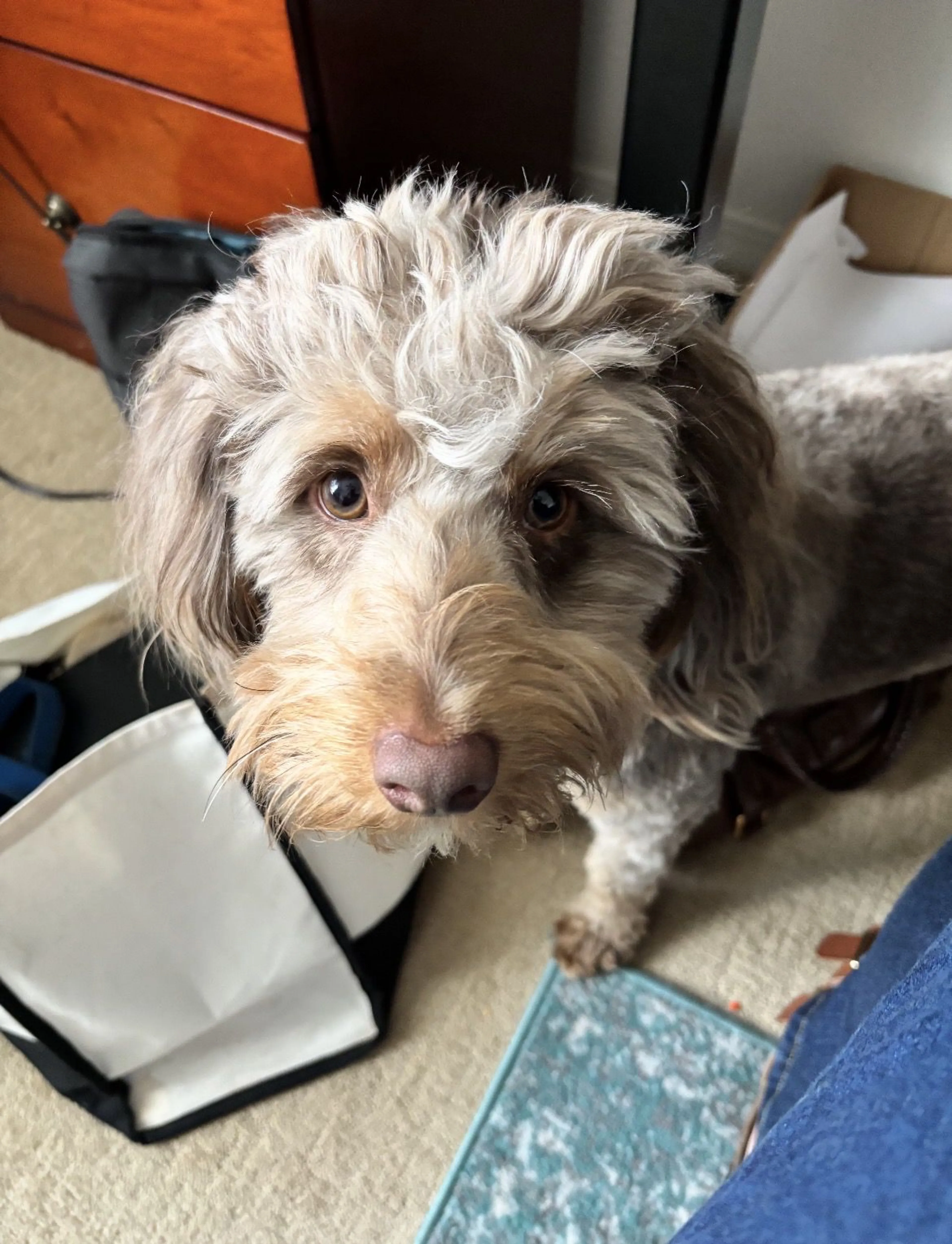 Lost pet