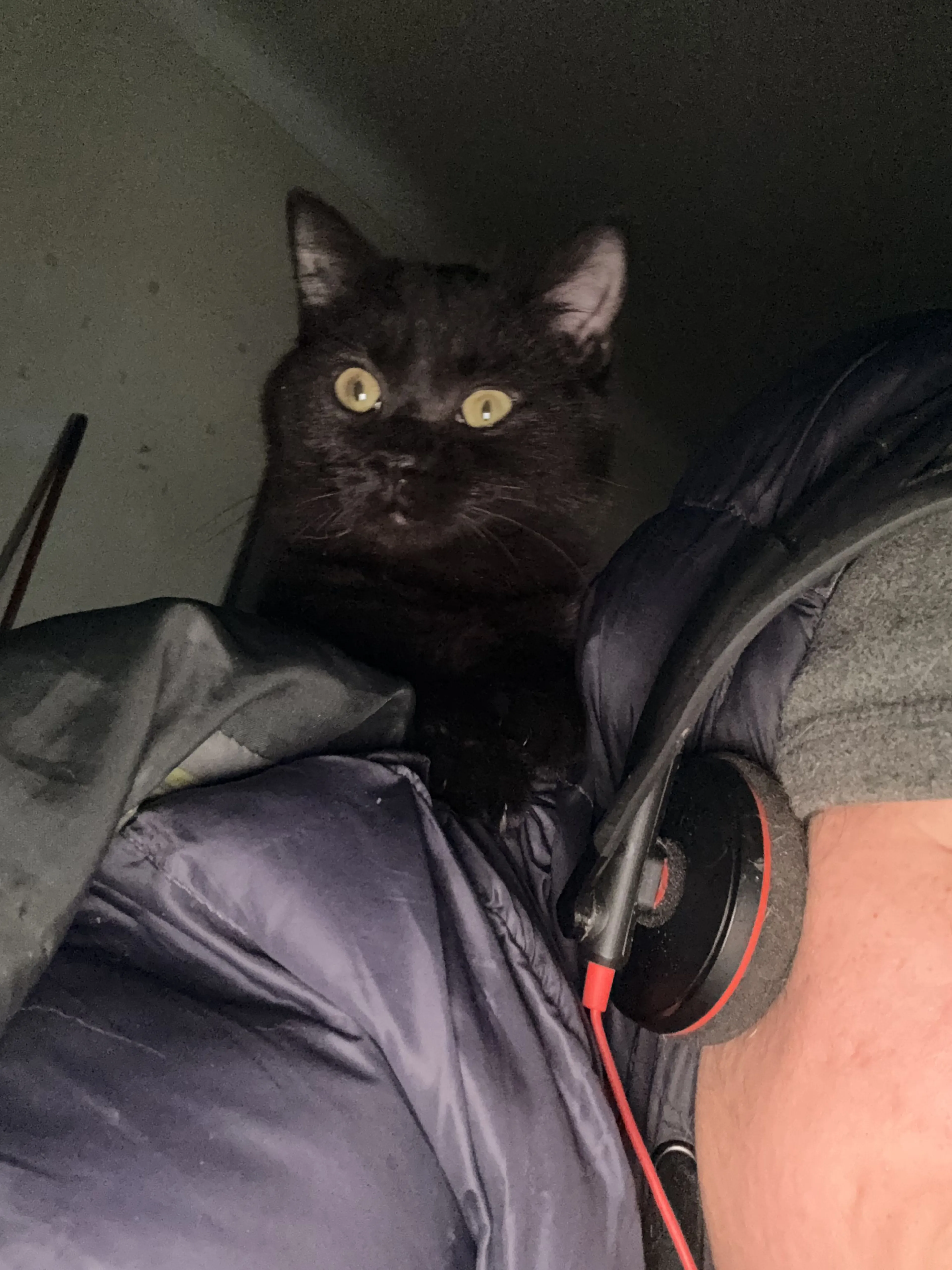 Lost pet-1