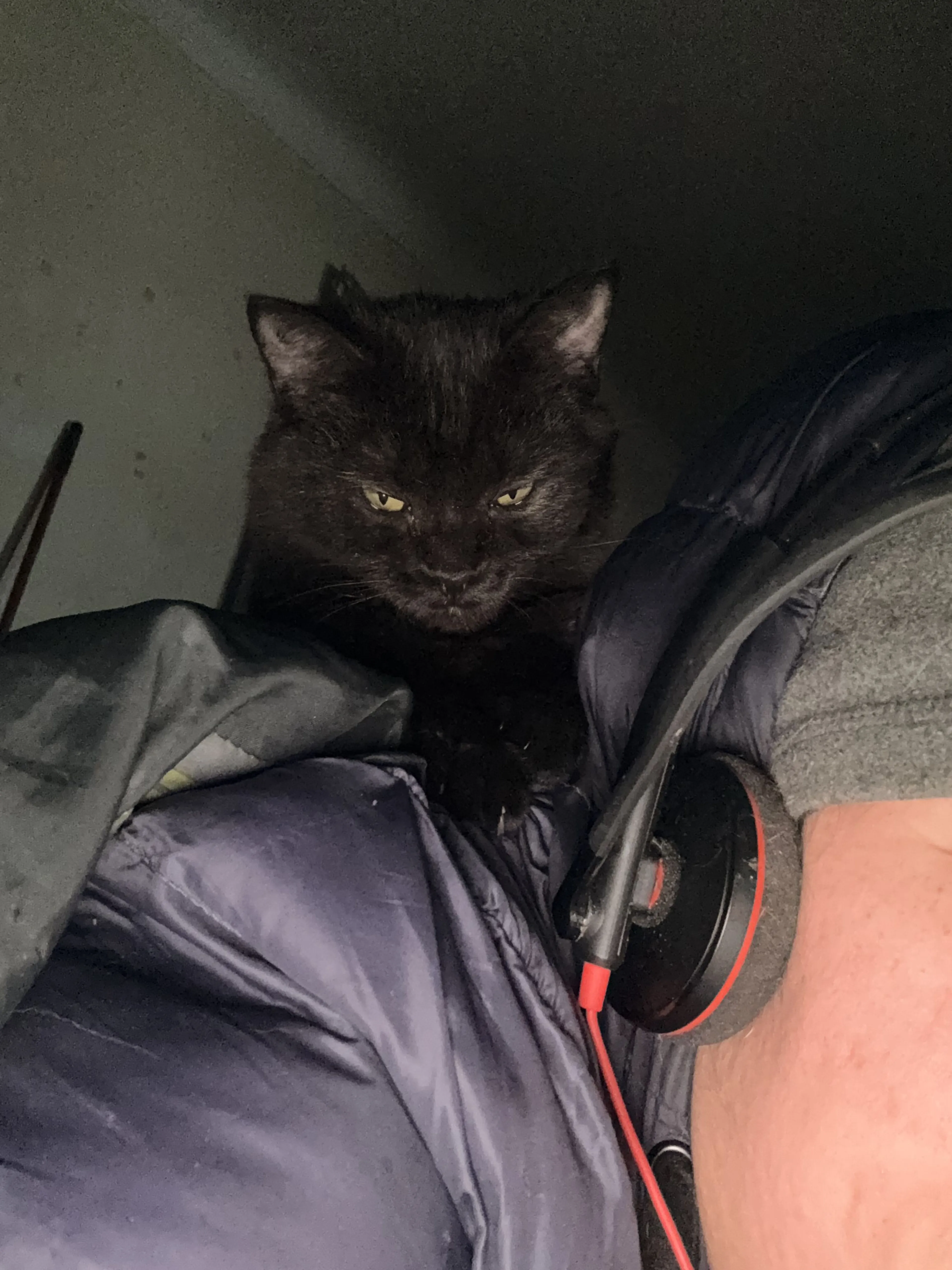 Lost pet-2