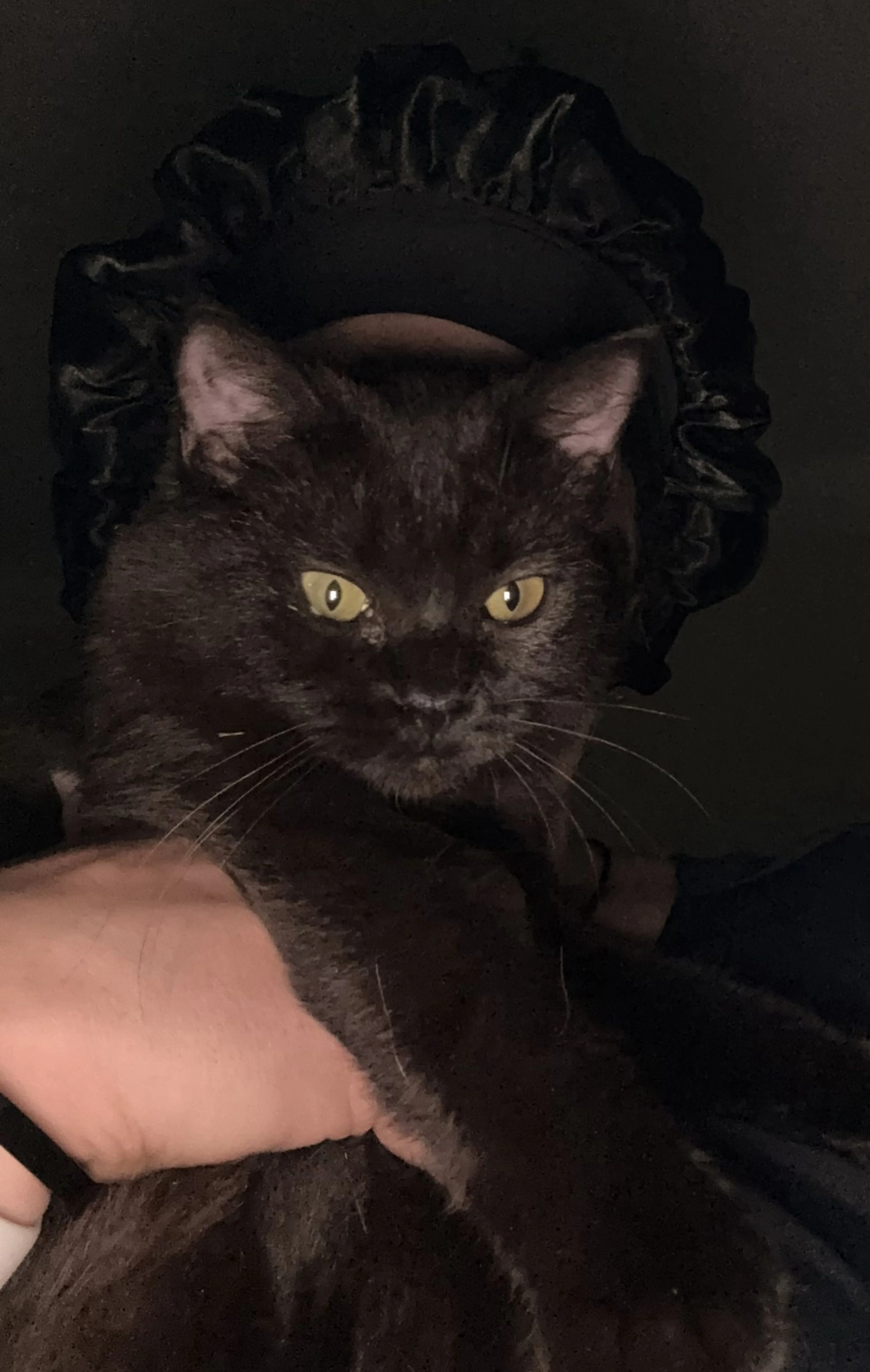 Lost pet-0