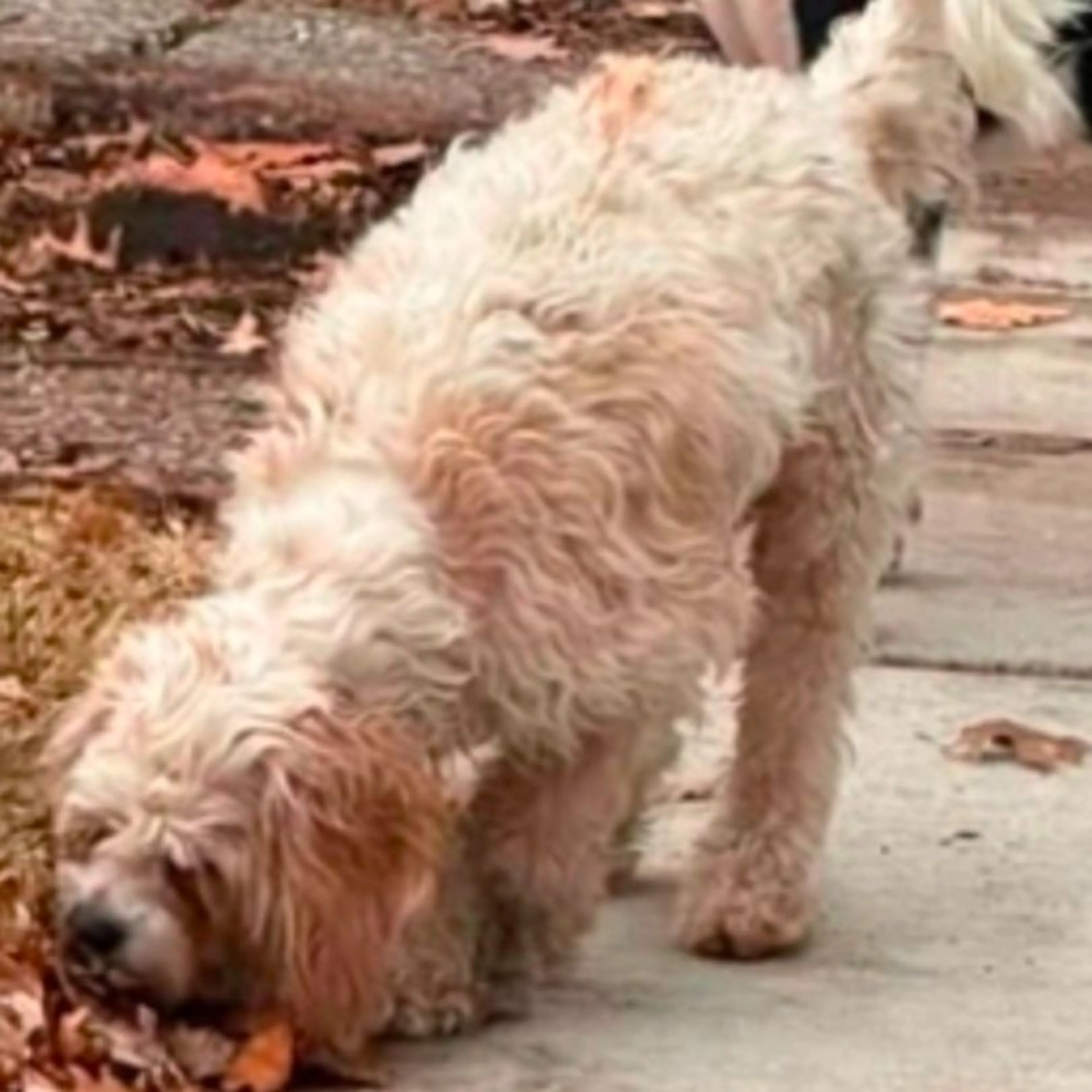 Lost pet