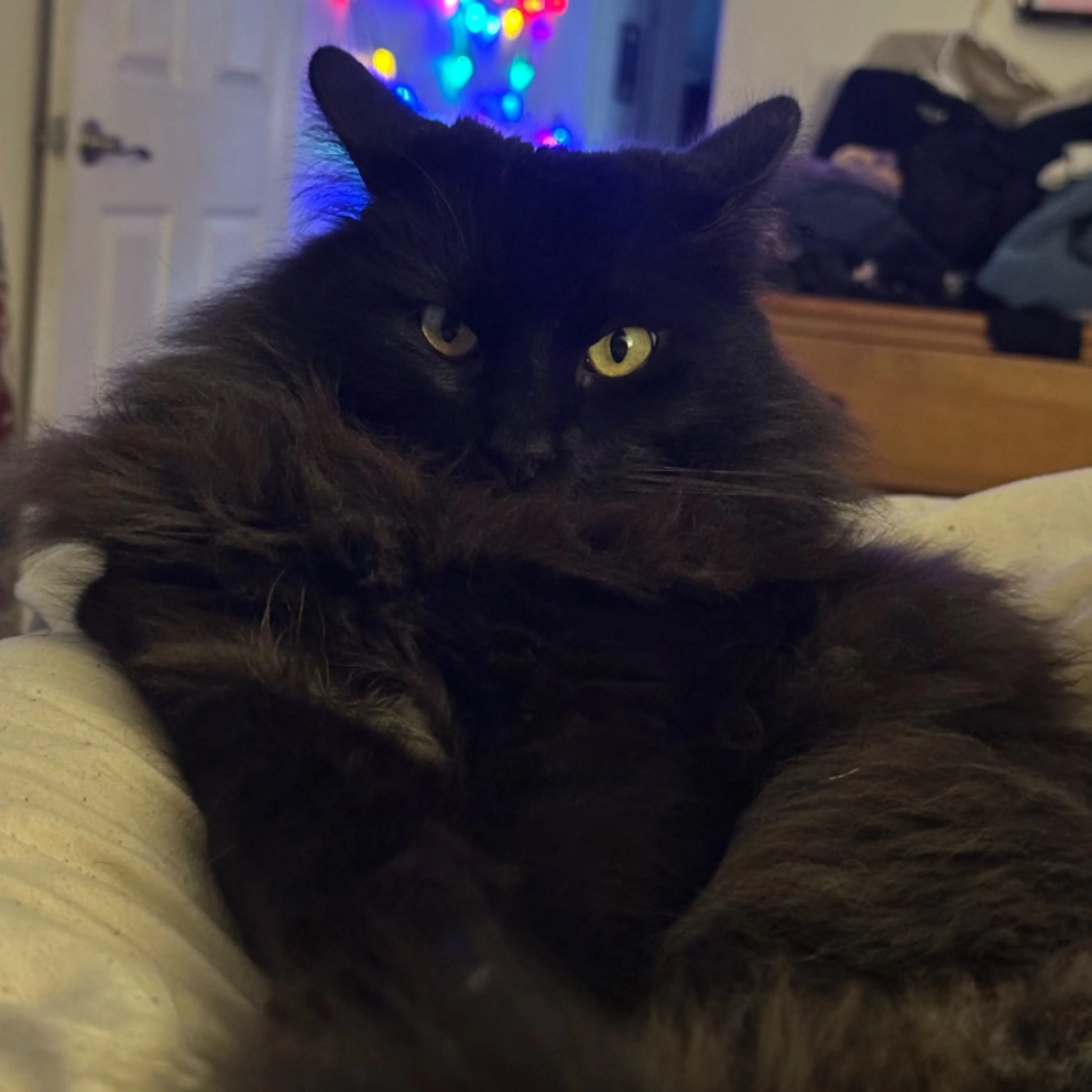 Lost pet