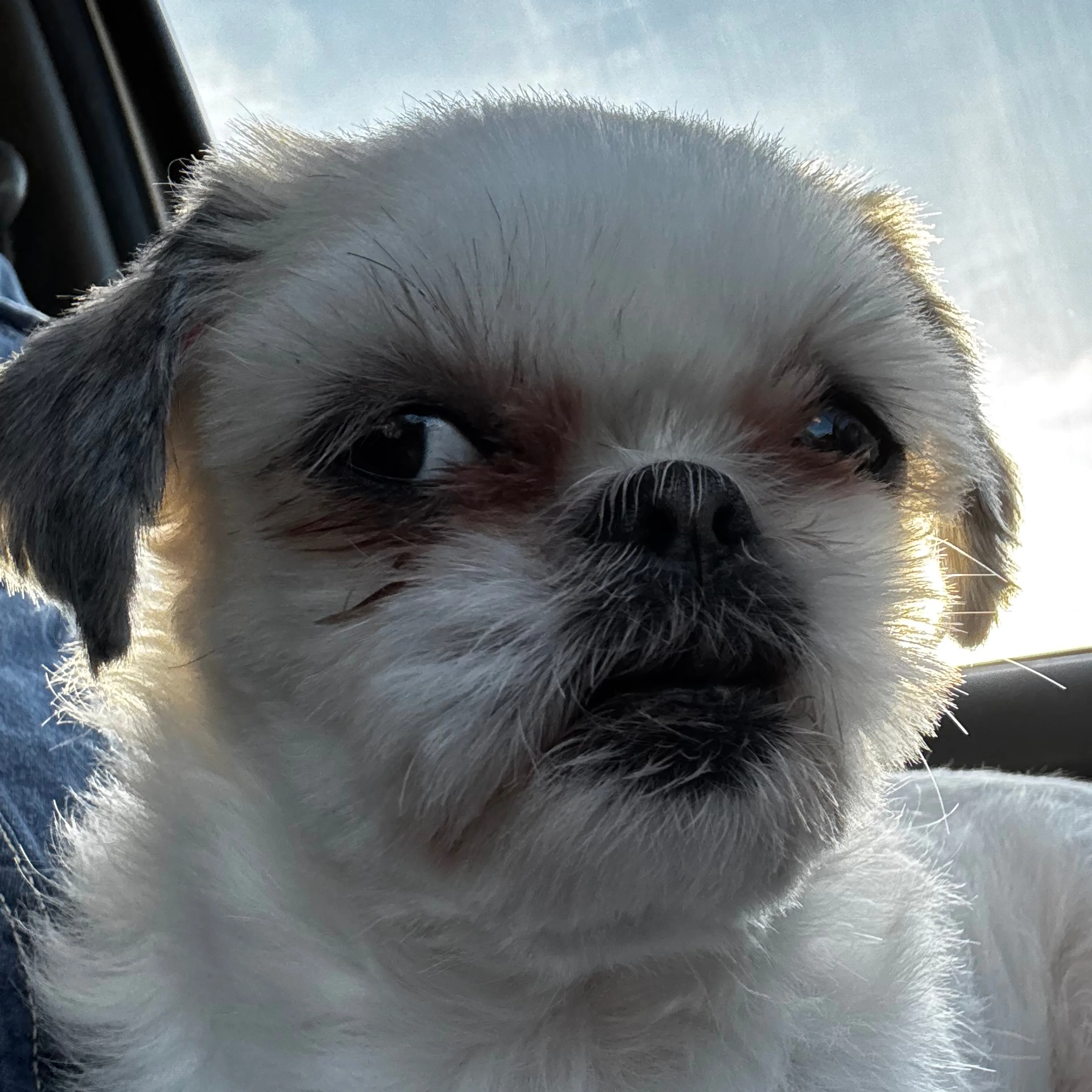 Found pet-1