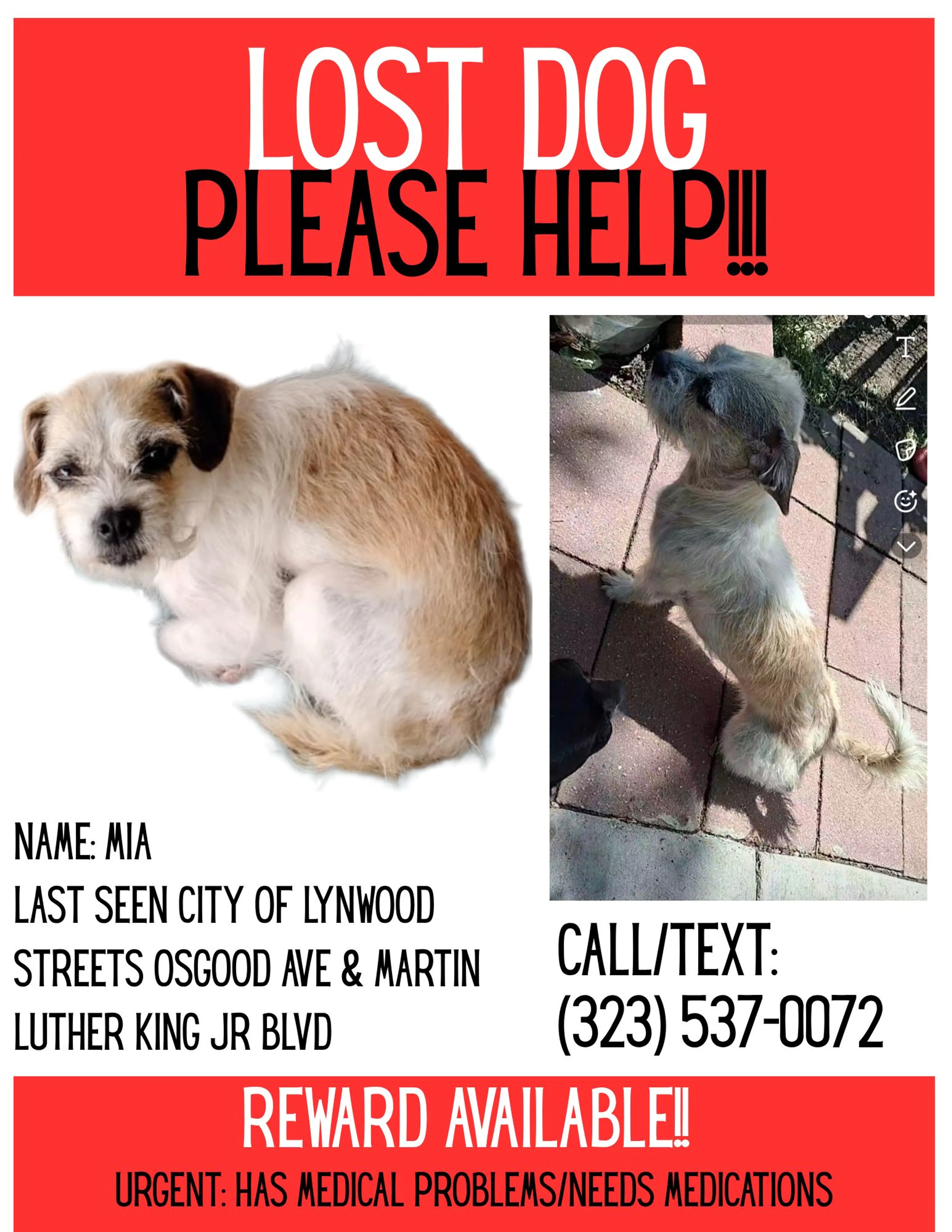 Lost pet