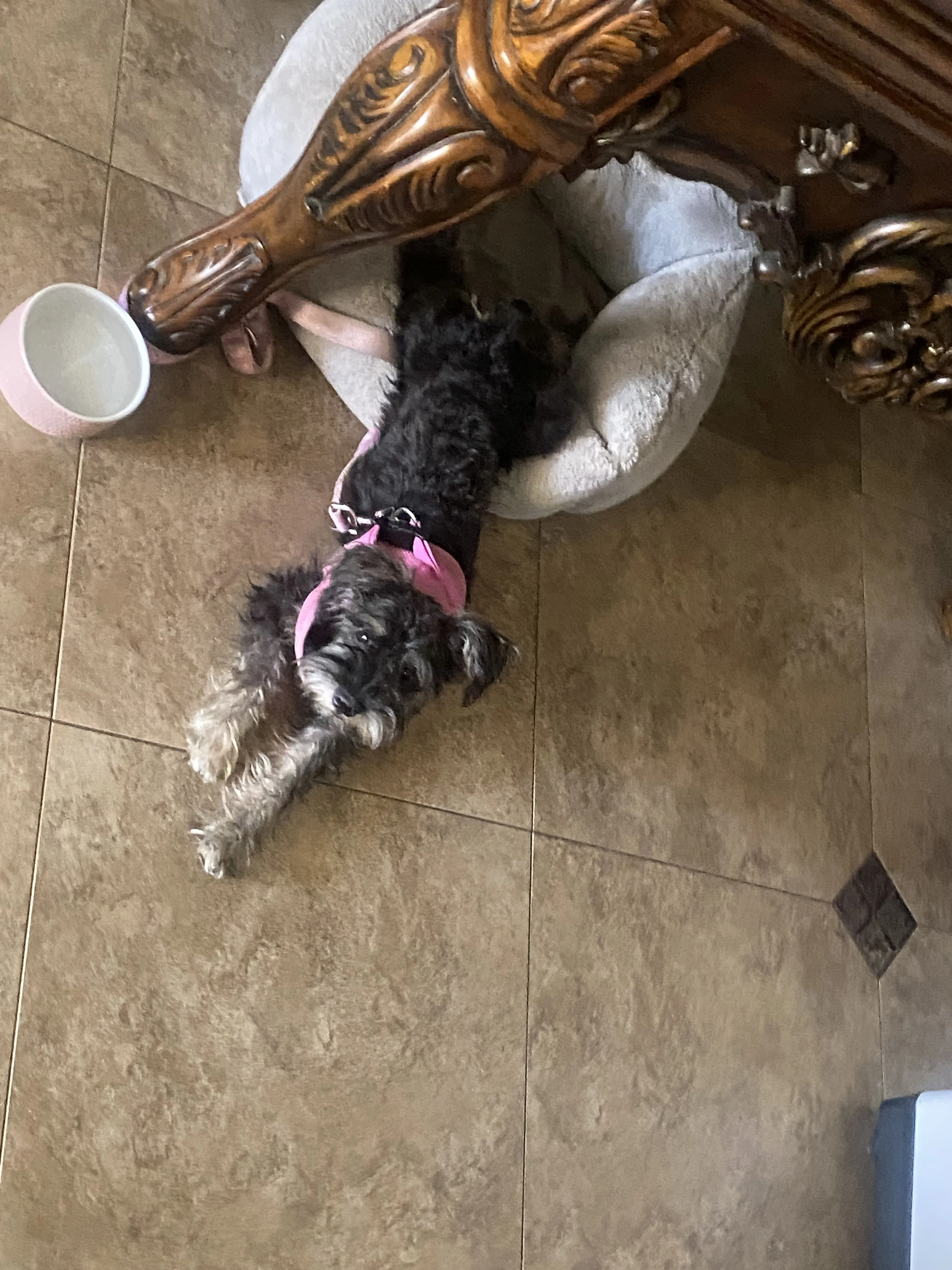 Lost pet-2