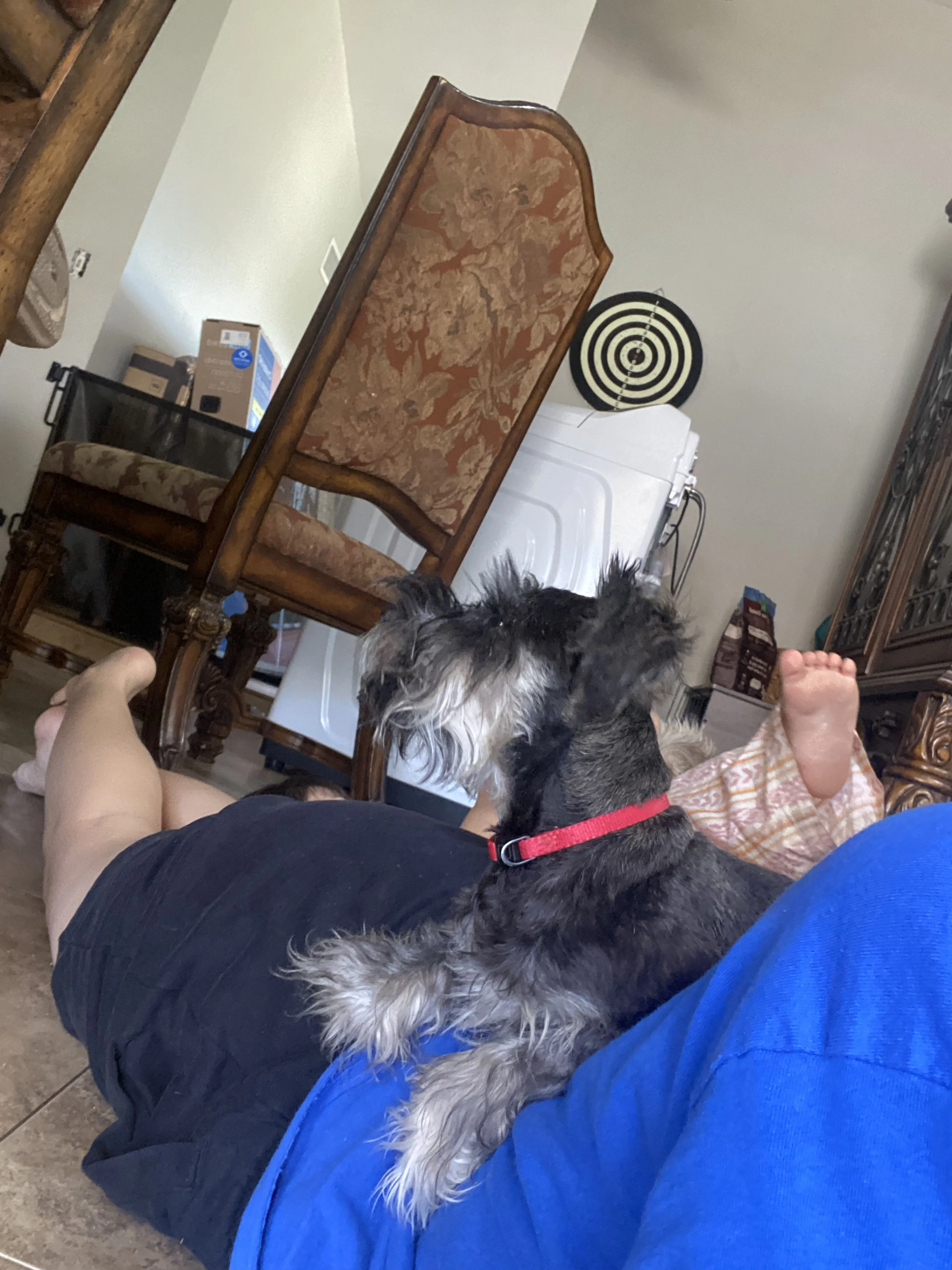 Lost pet-4