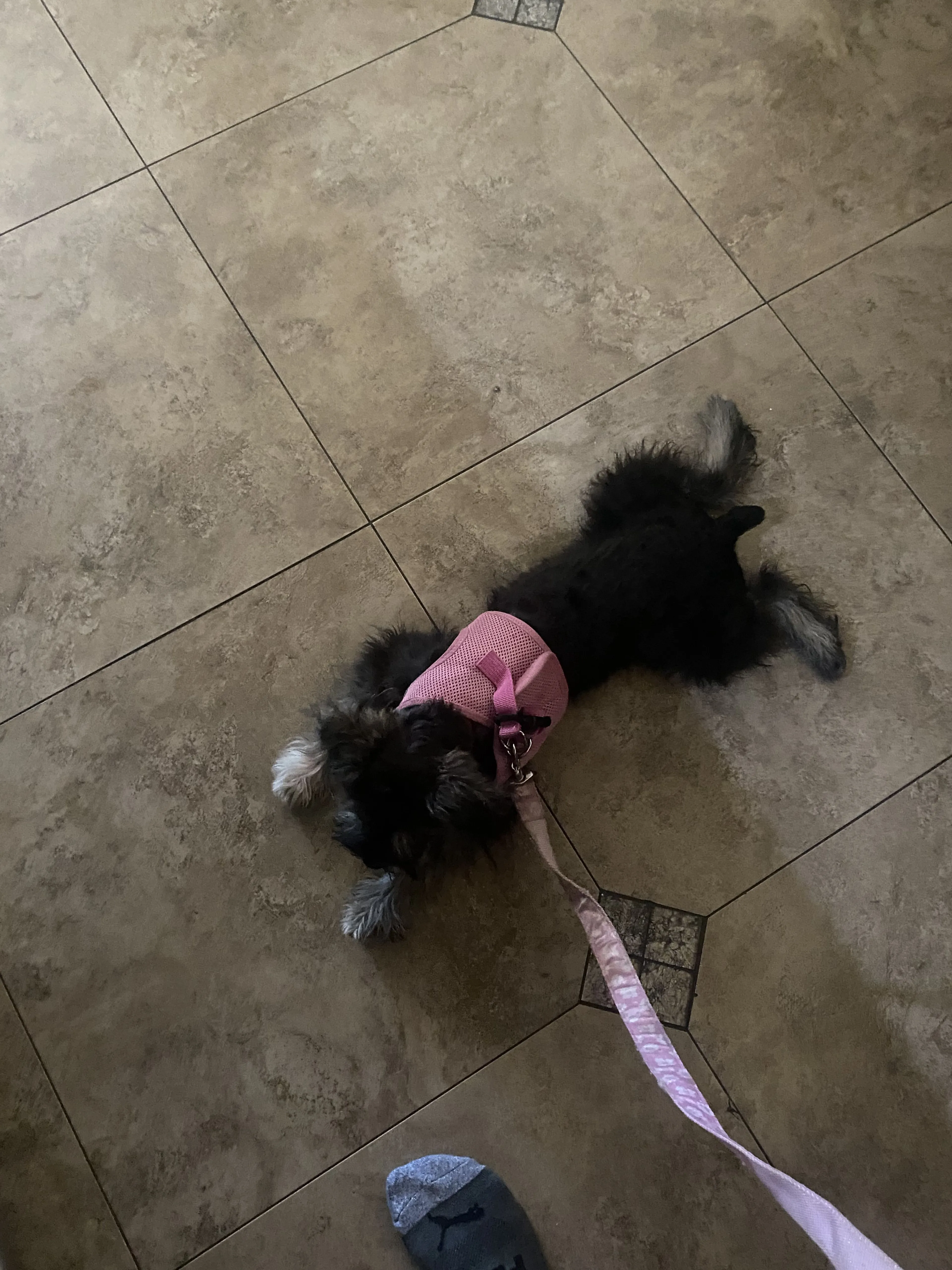 Lost pet-3