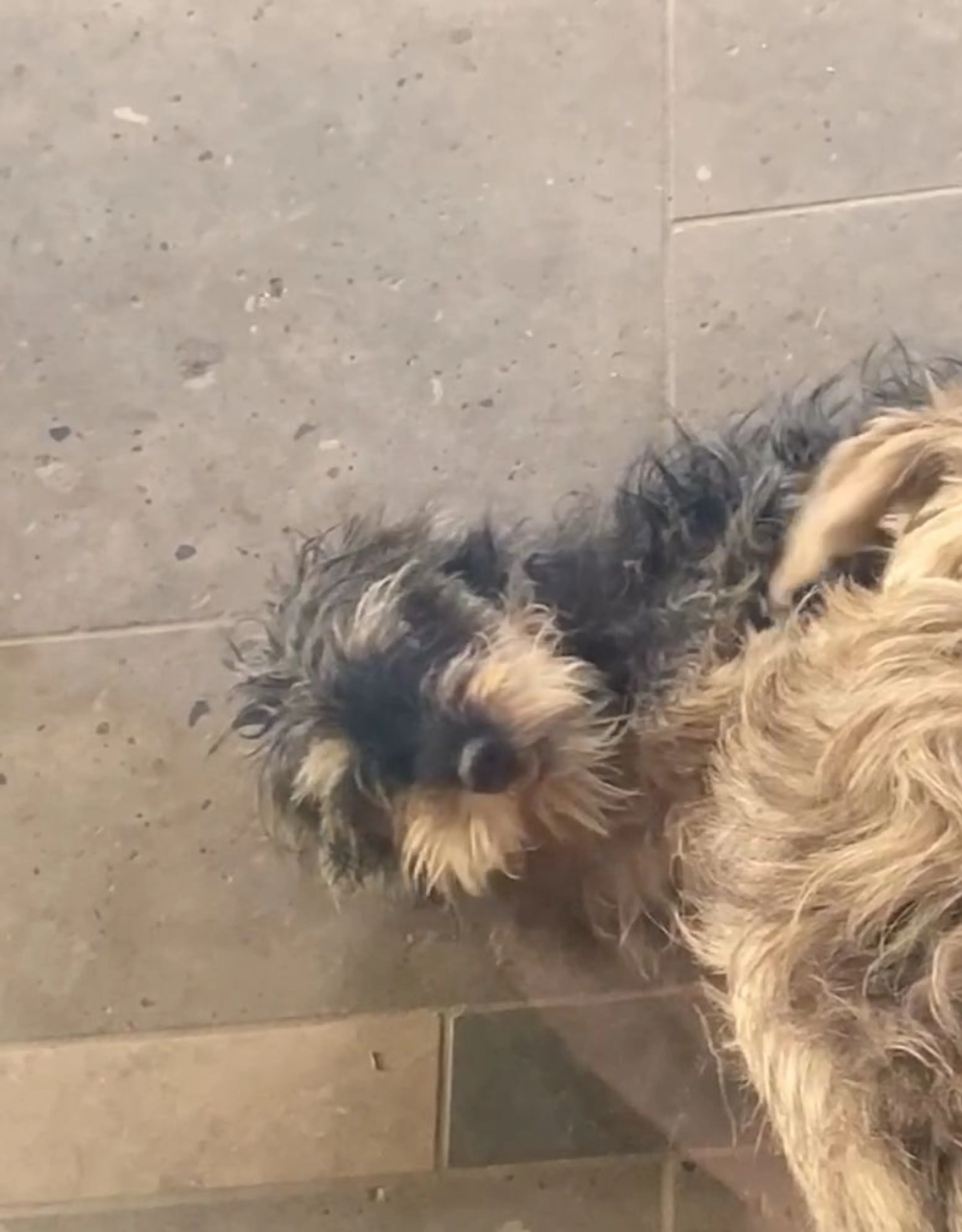 Lost pet-1