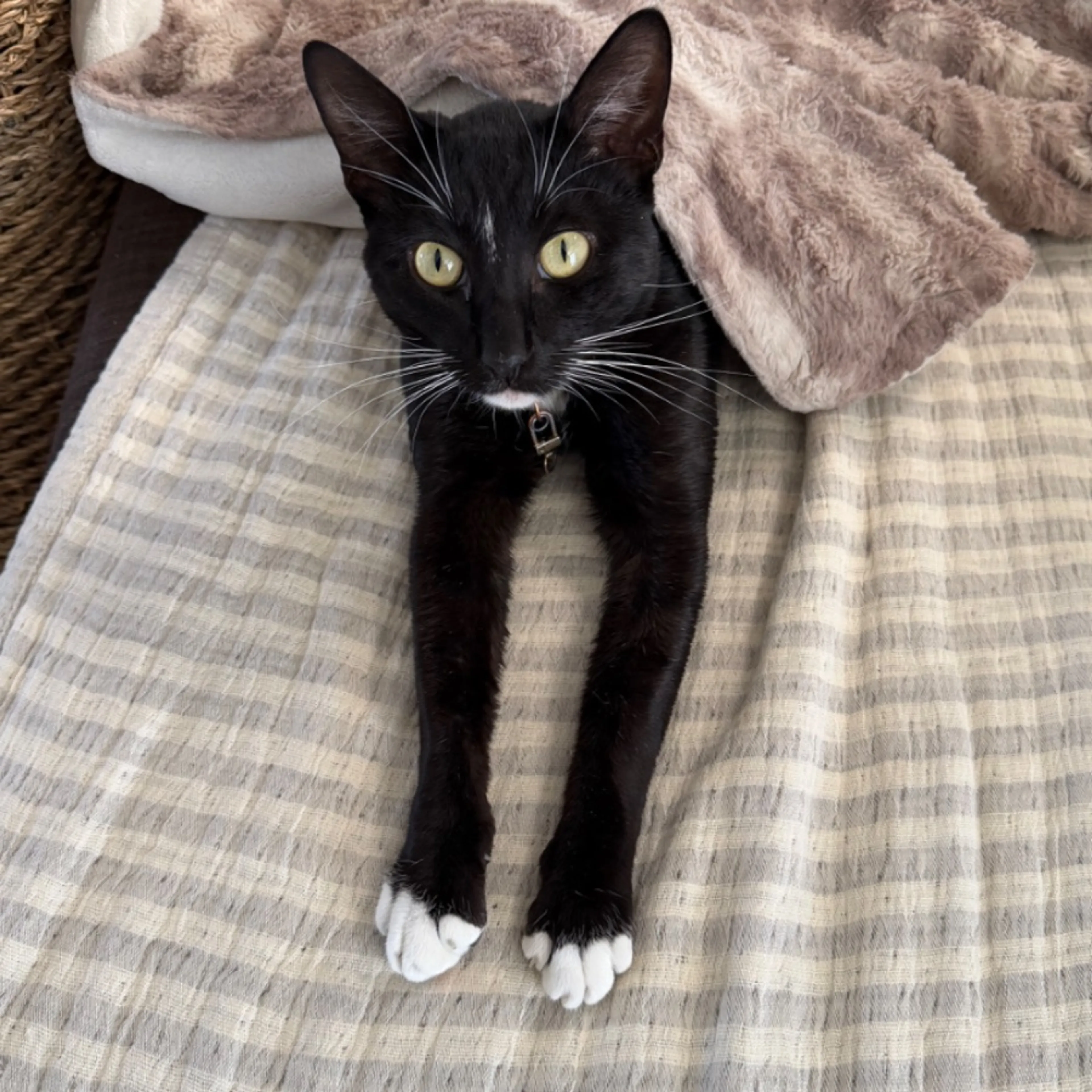 Lost pet