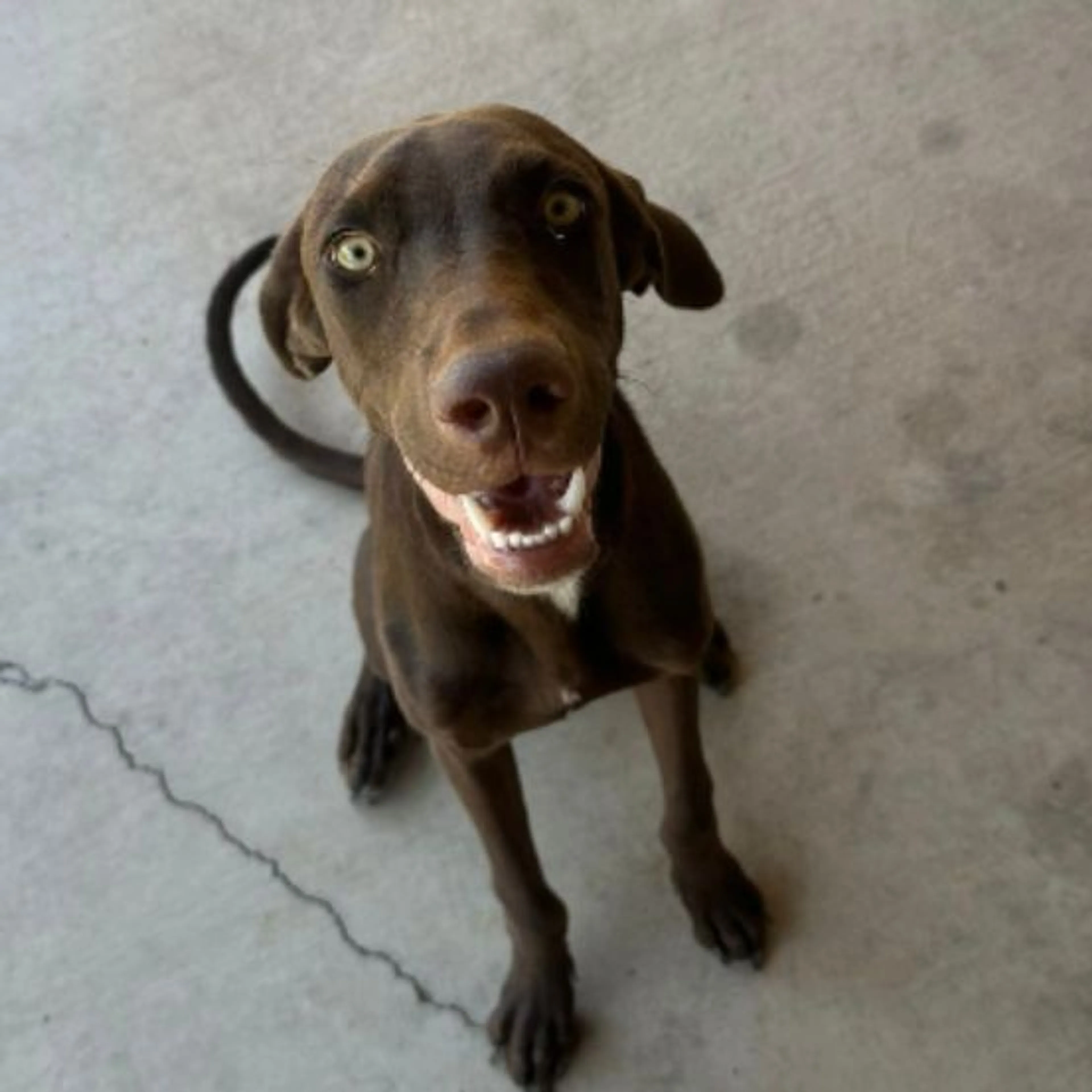 Lost pet