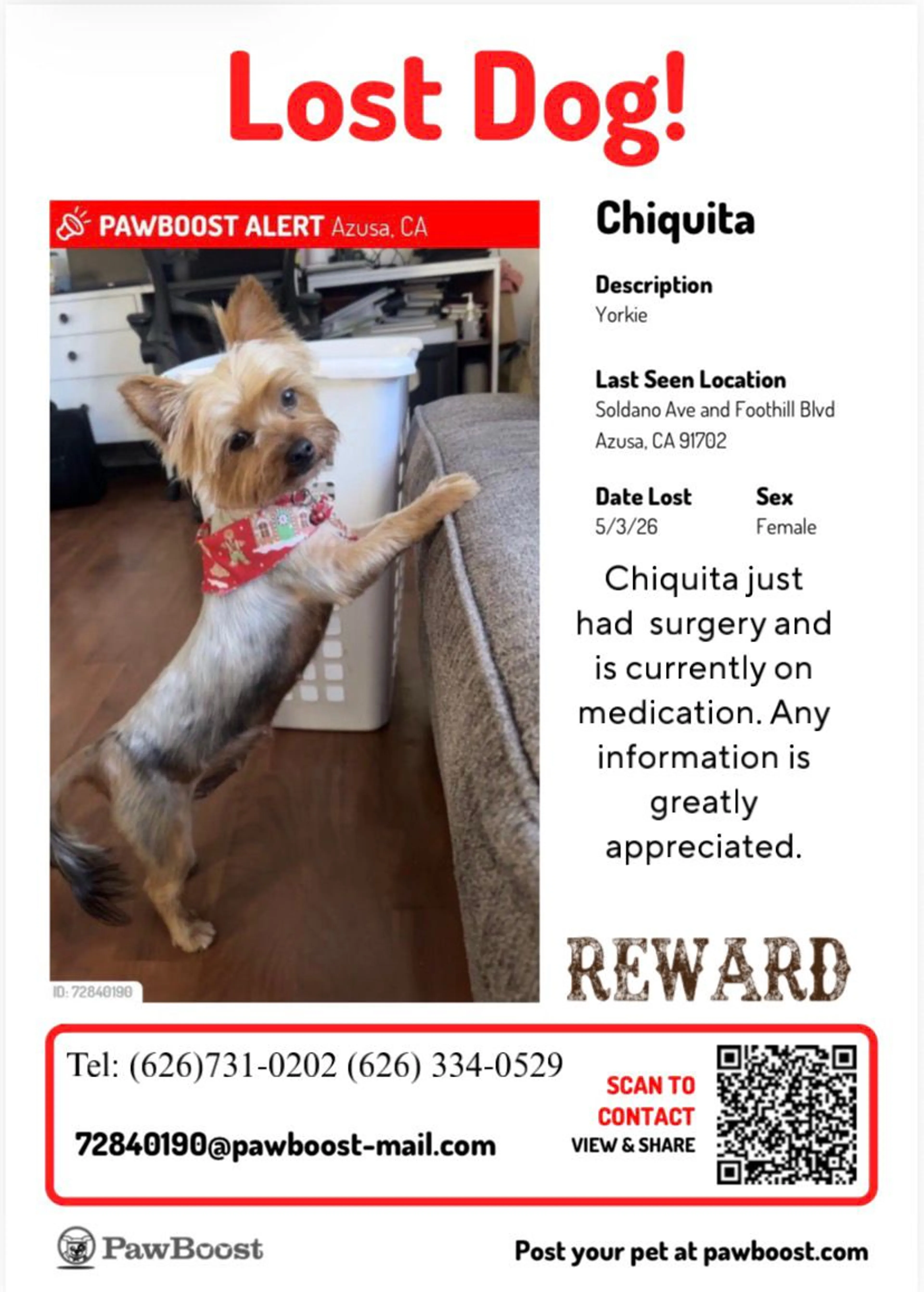 Lost pet