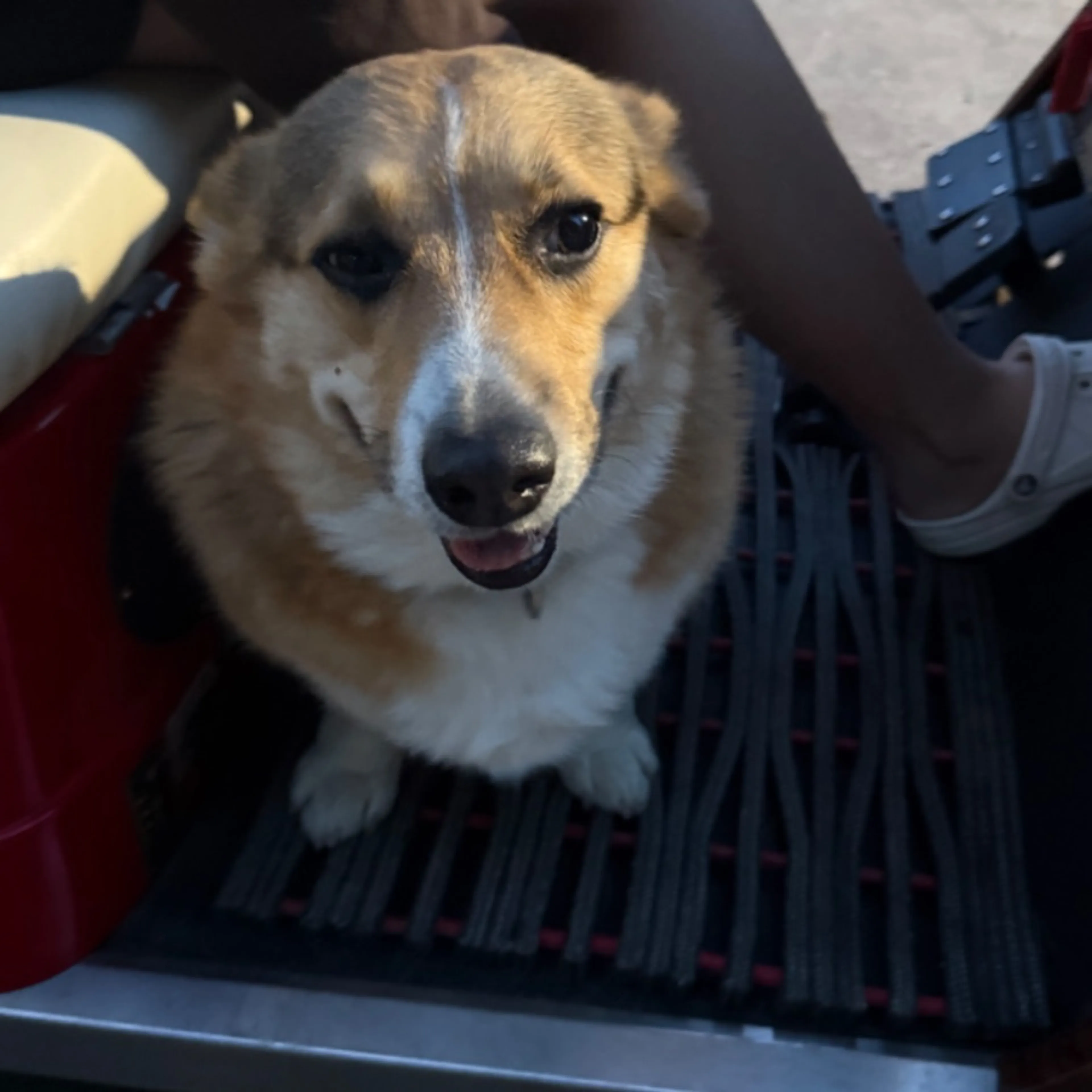 Found pet-0