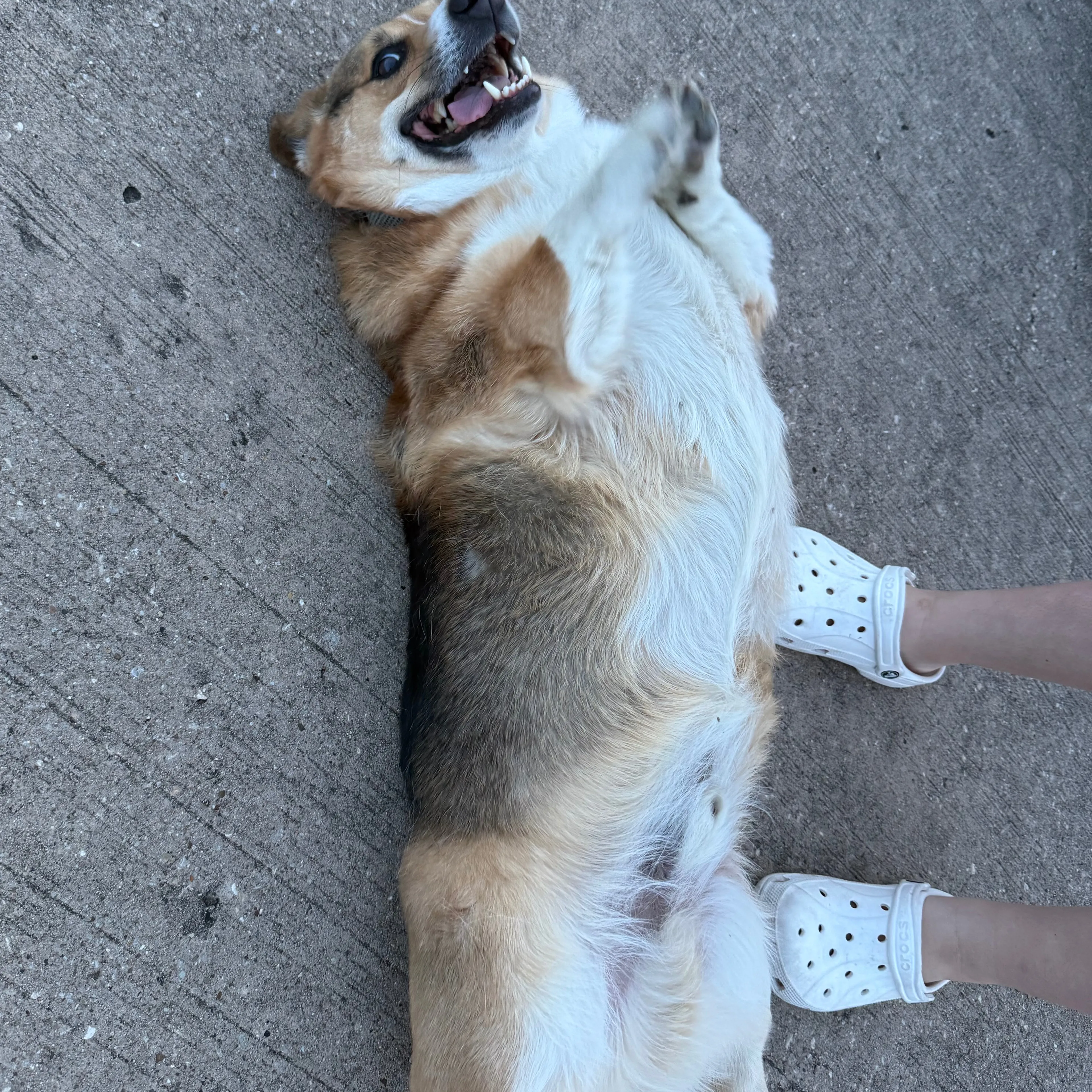 Found pet-1