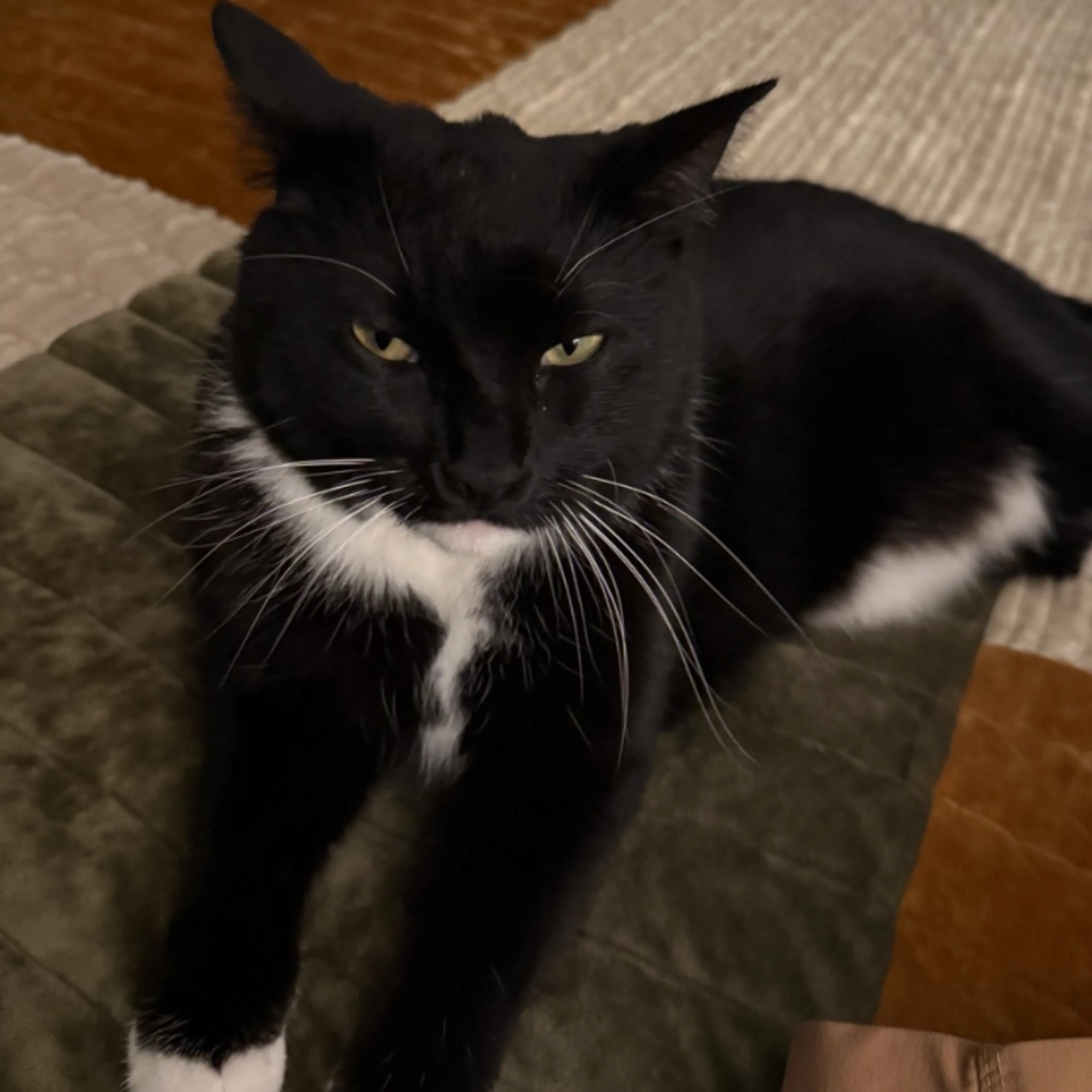 Lost pet