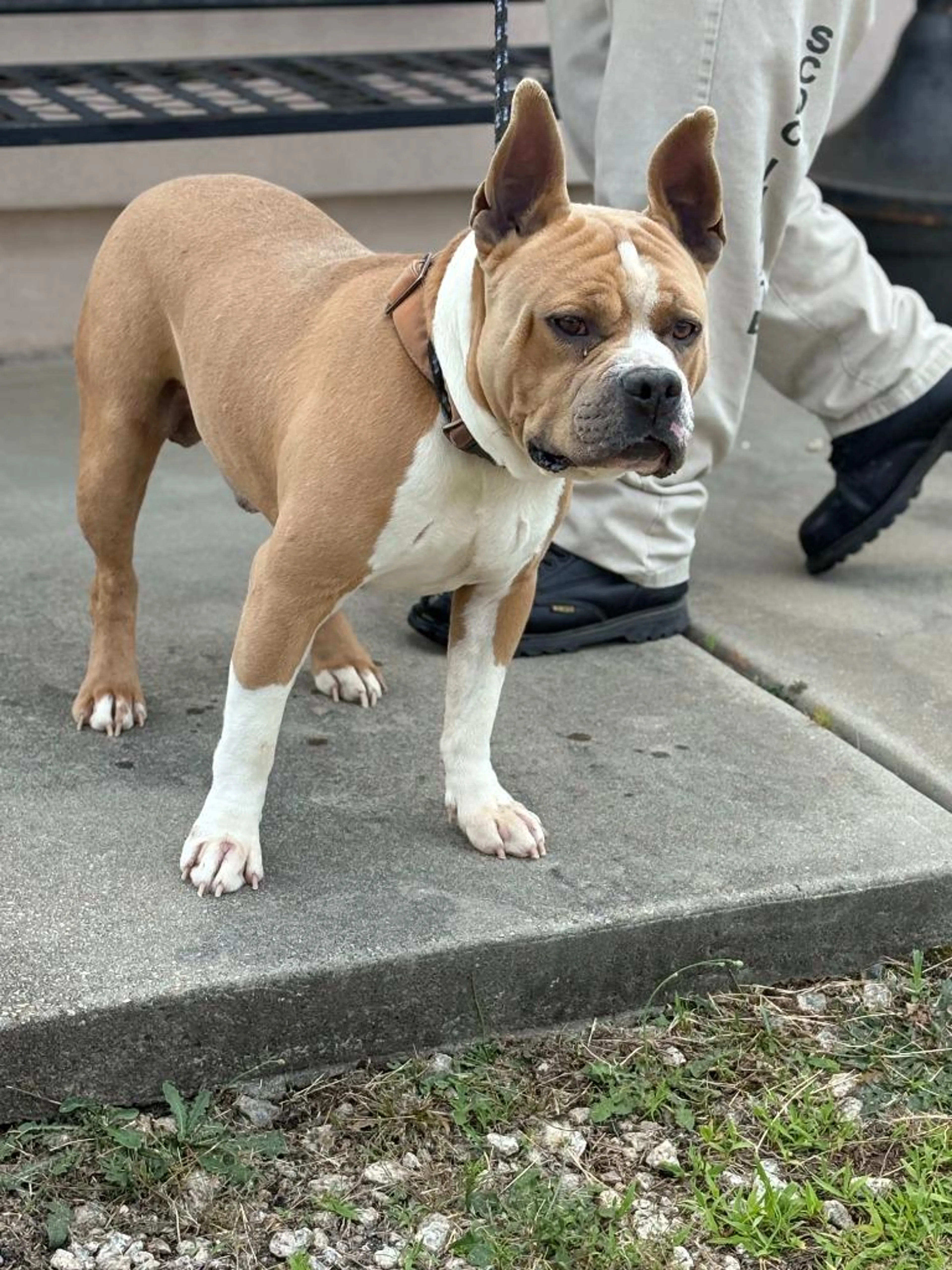 Found pet-0