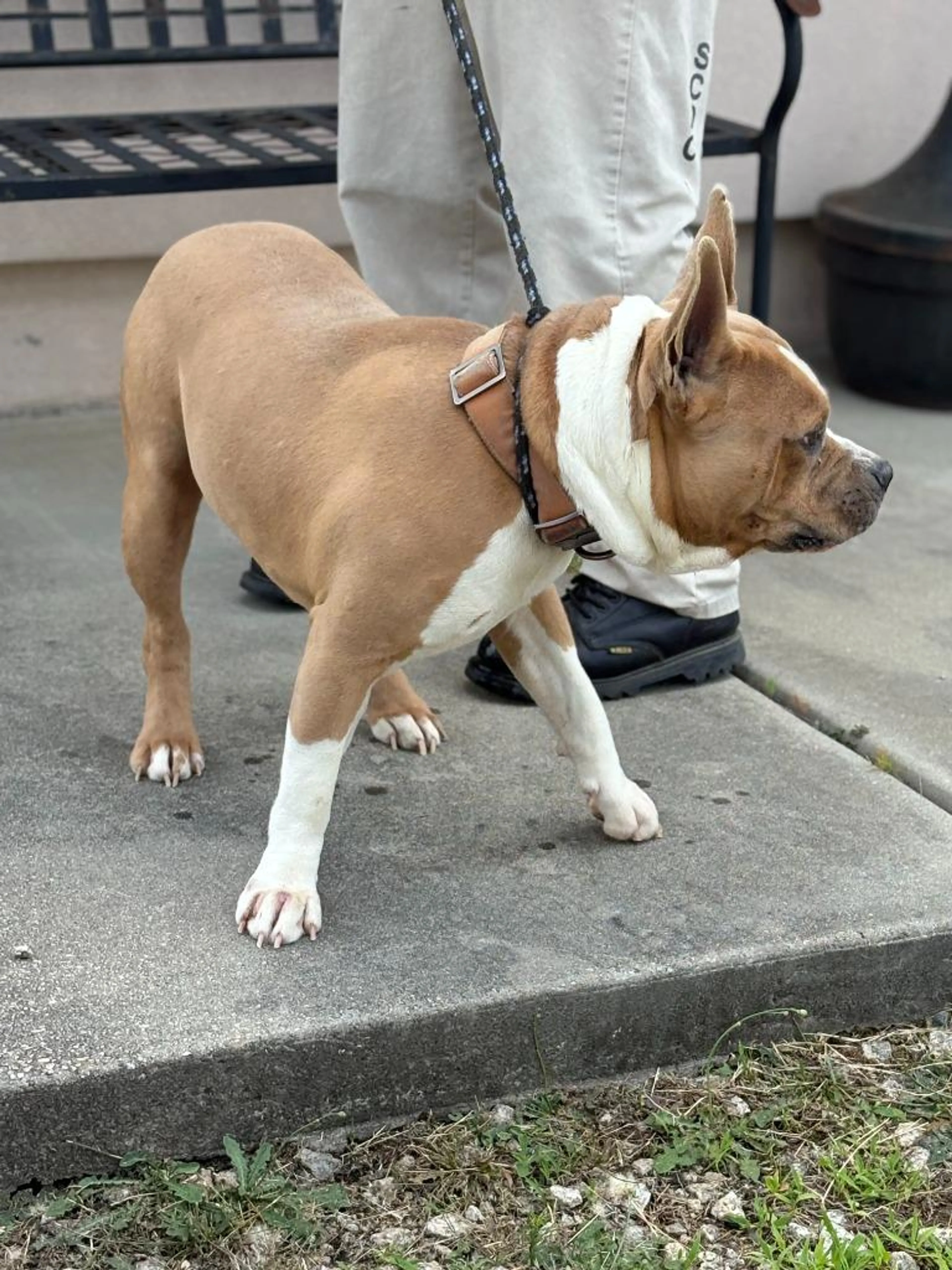 Found pet-3