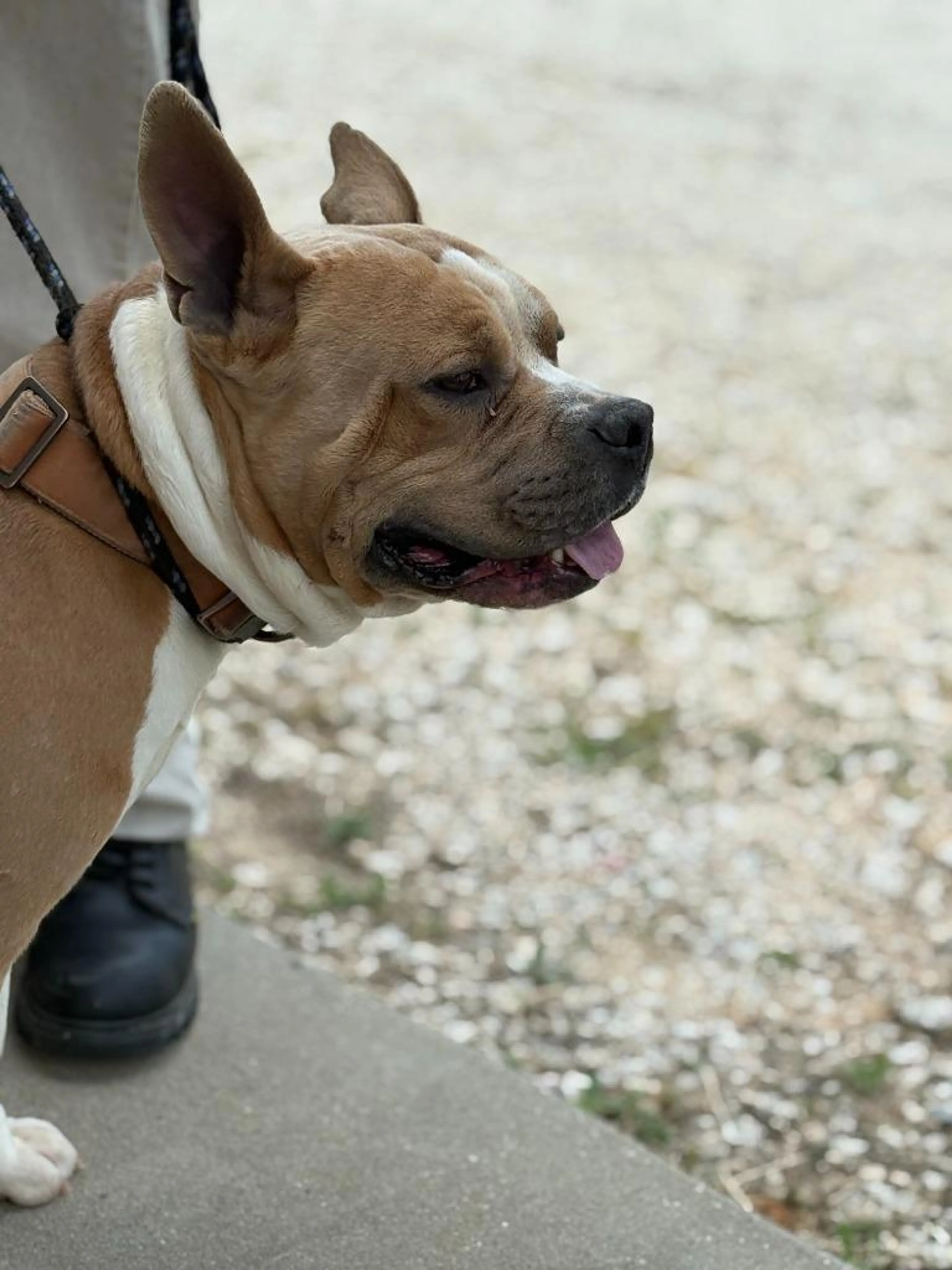 Found pet-2