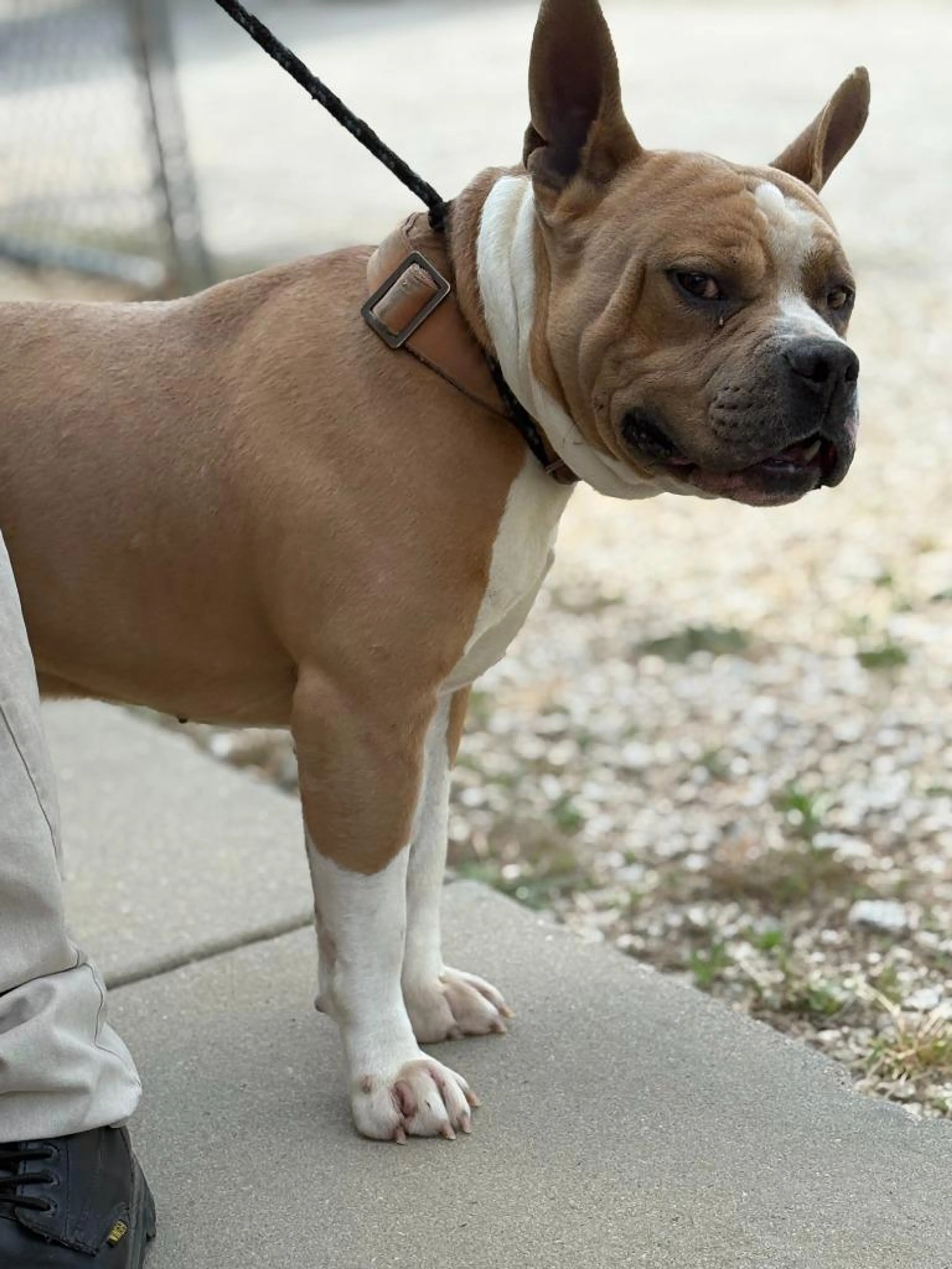 Found pet-1