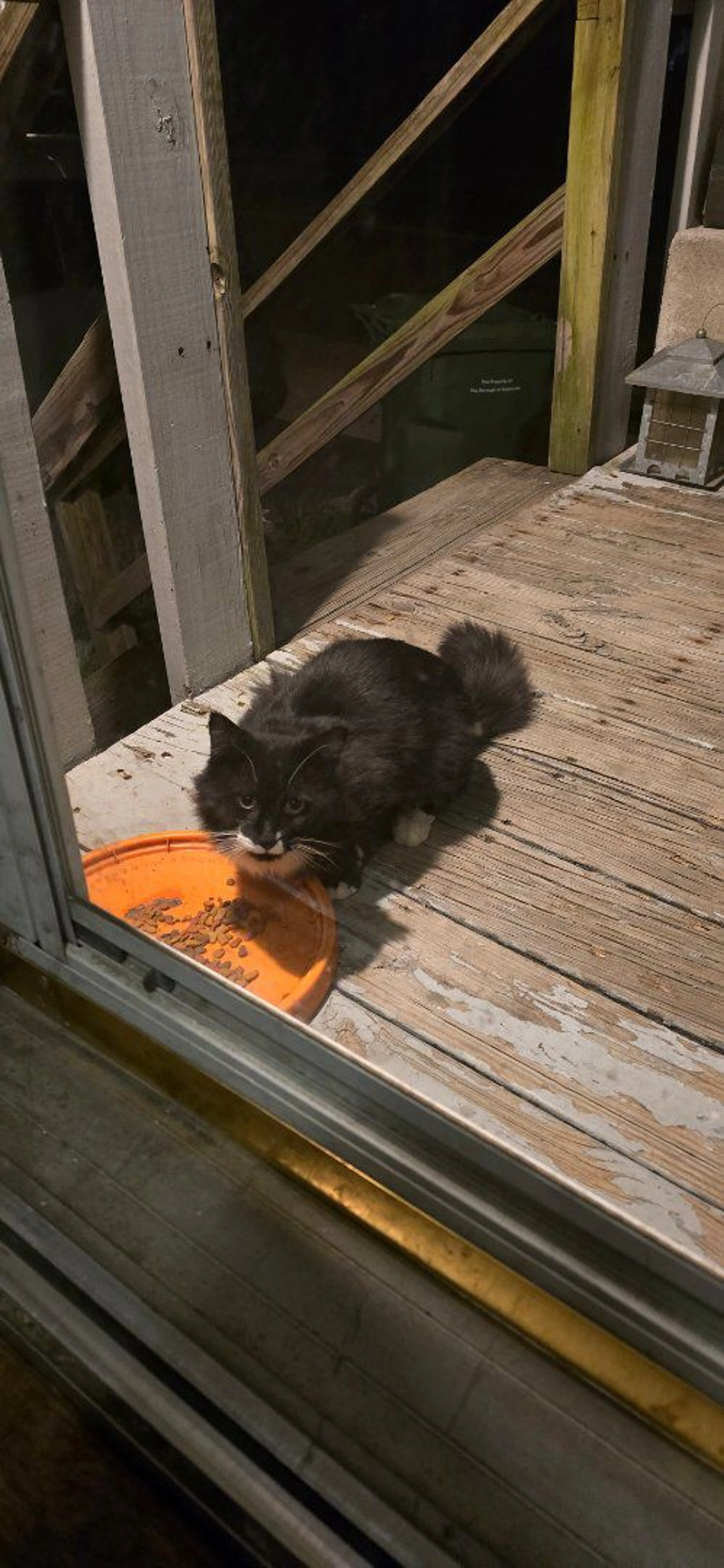 Lost pet