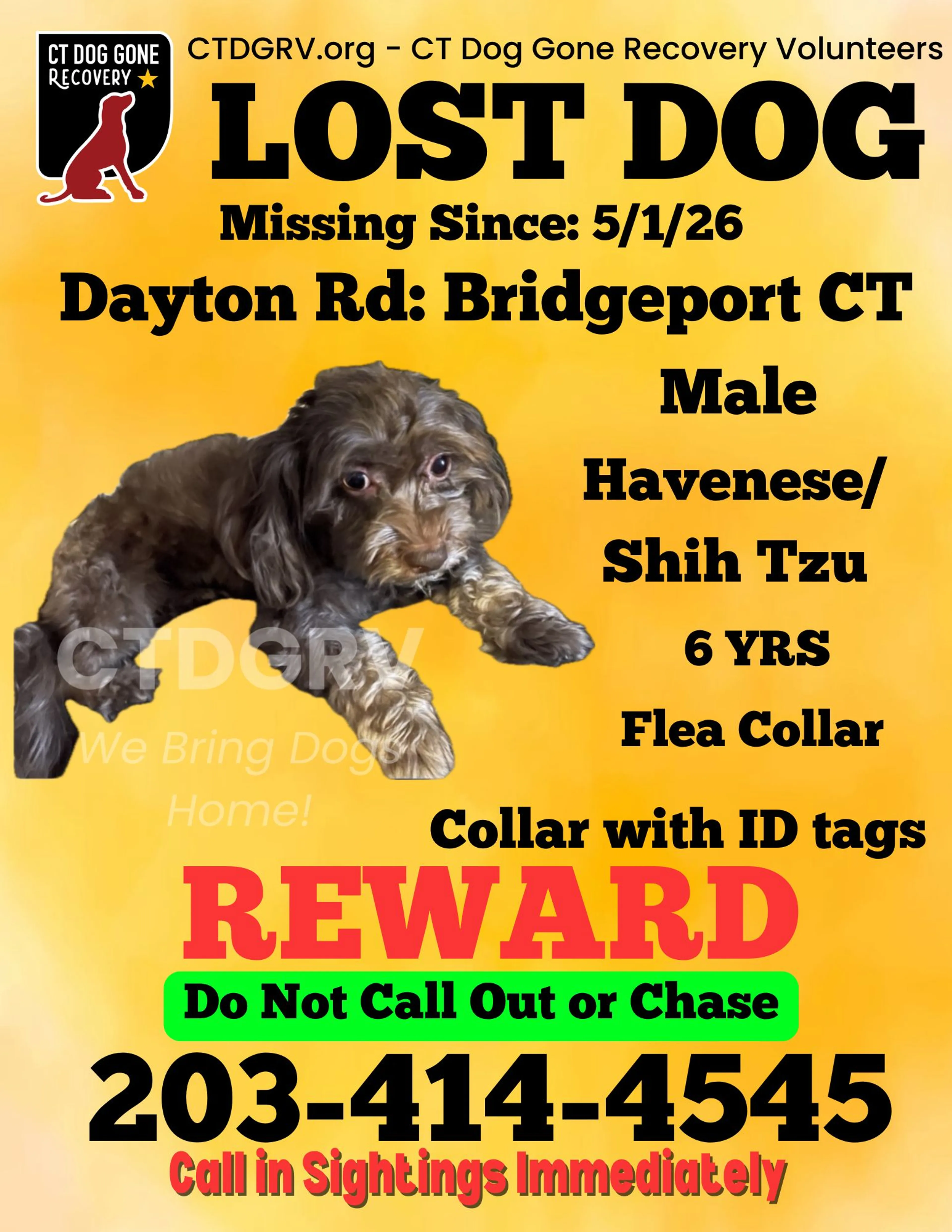 Lost pet-0