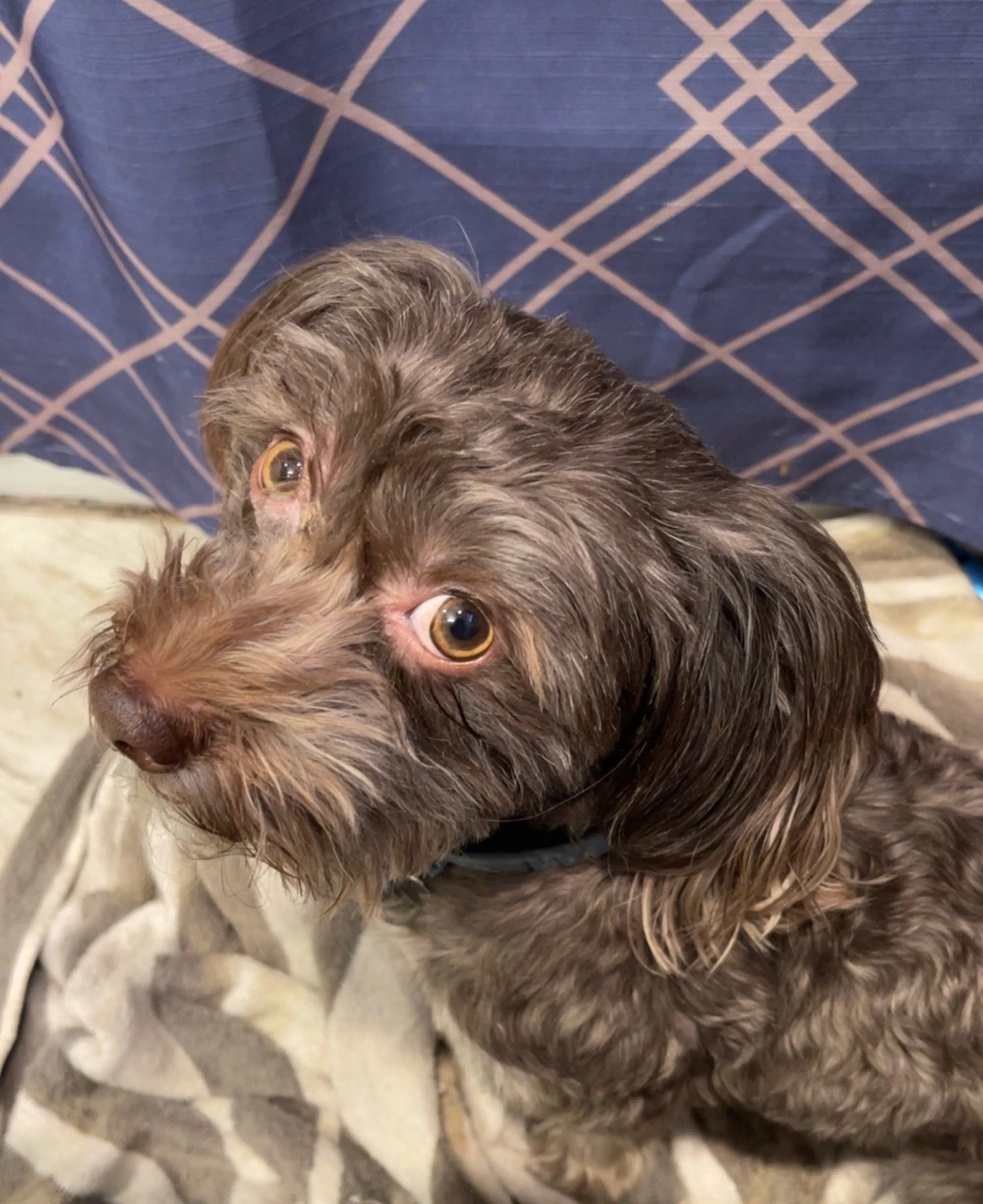 Lost pet-2