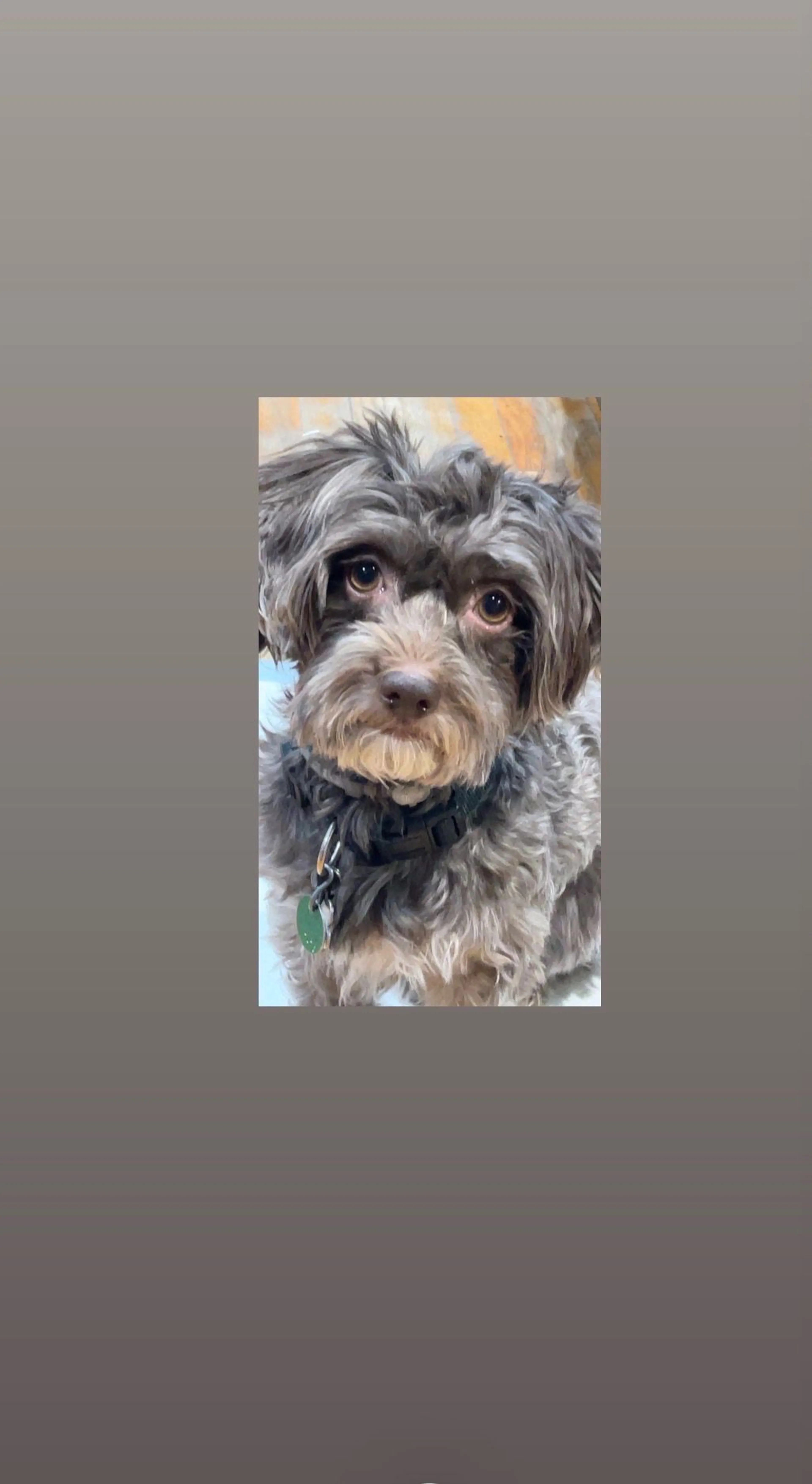Lost pet-1