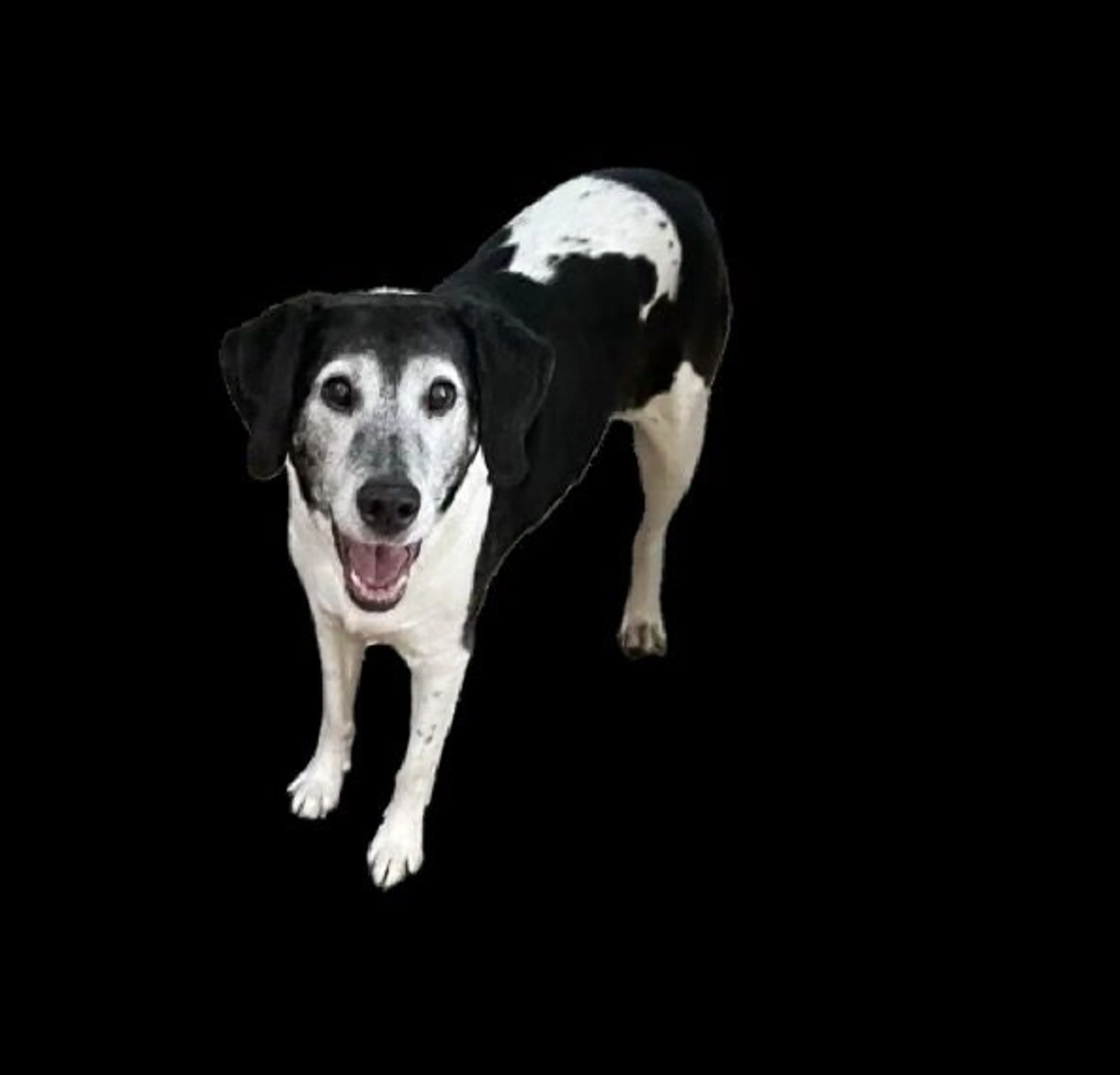 Lost pet
