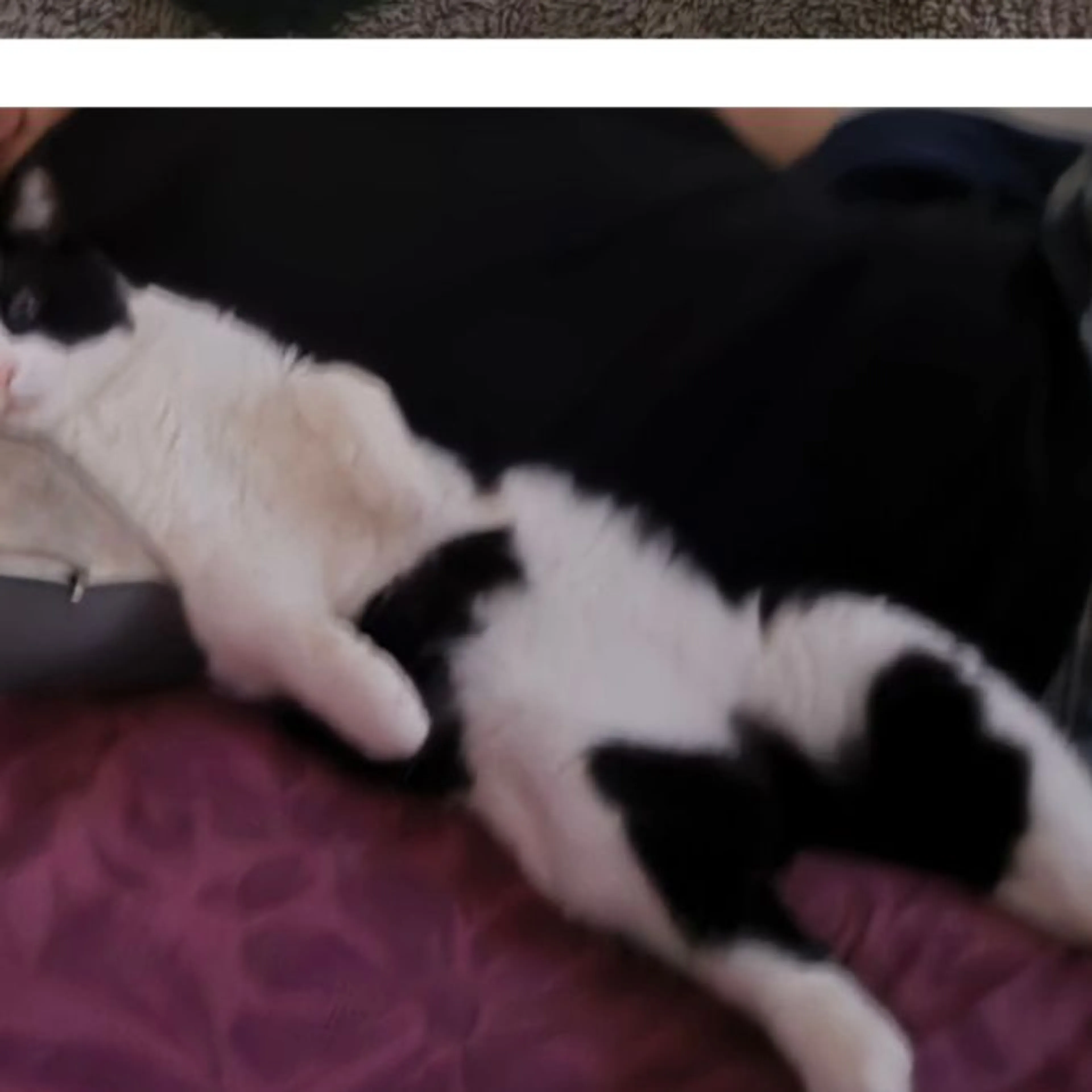 Lost pet