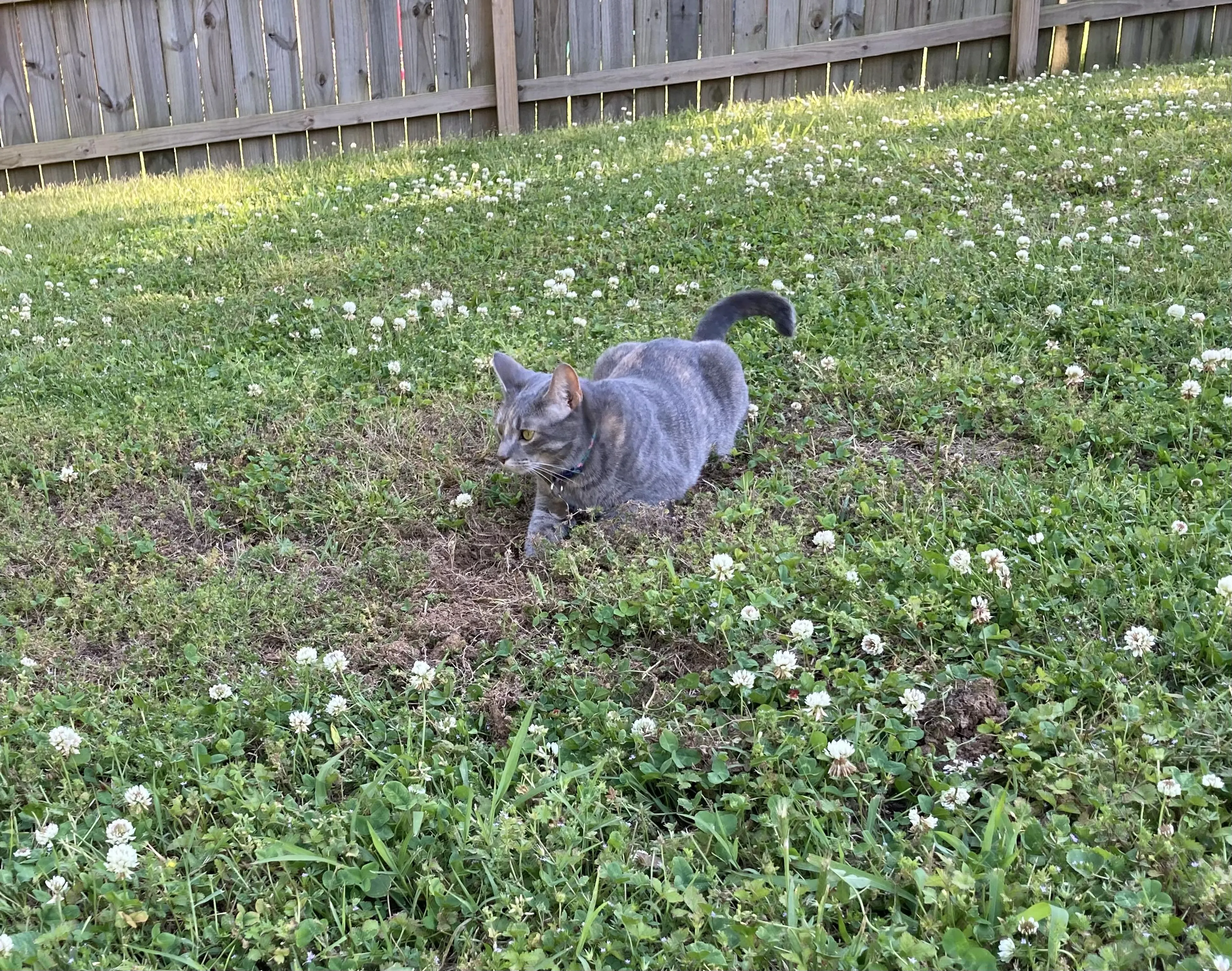 Lost pet-1