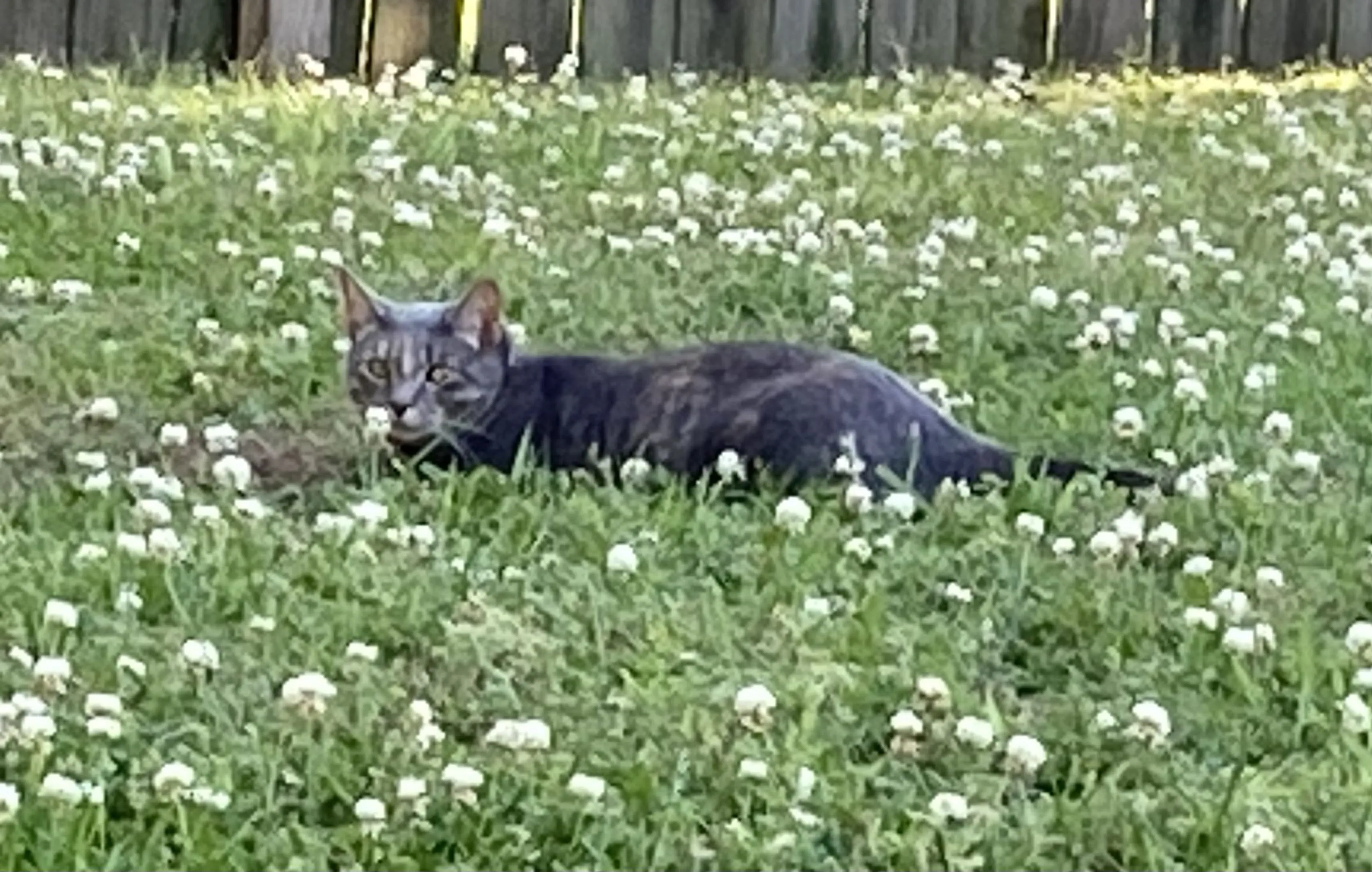 Lost pet-0