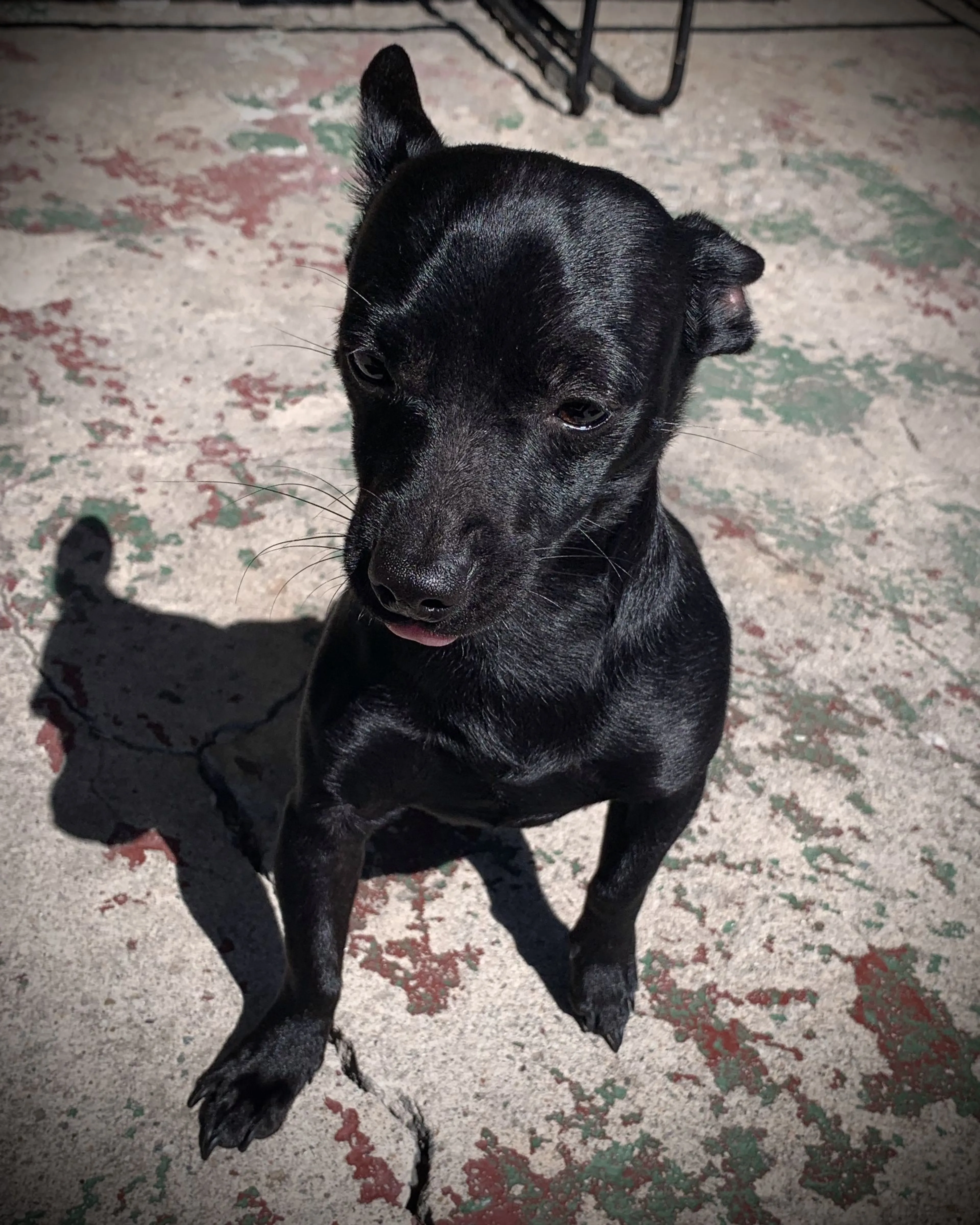 Lost pet-0