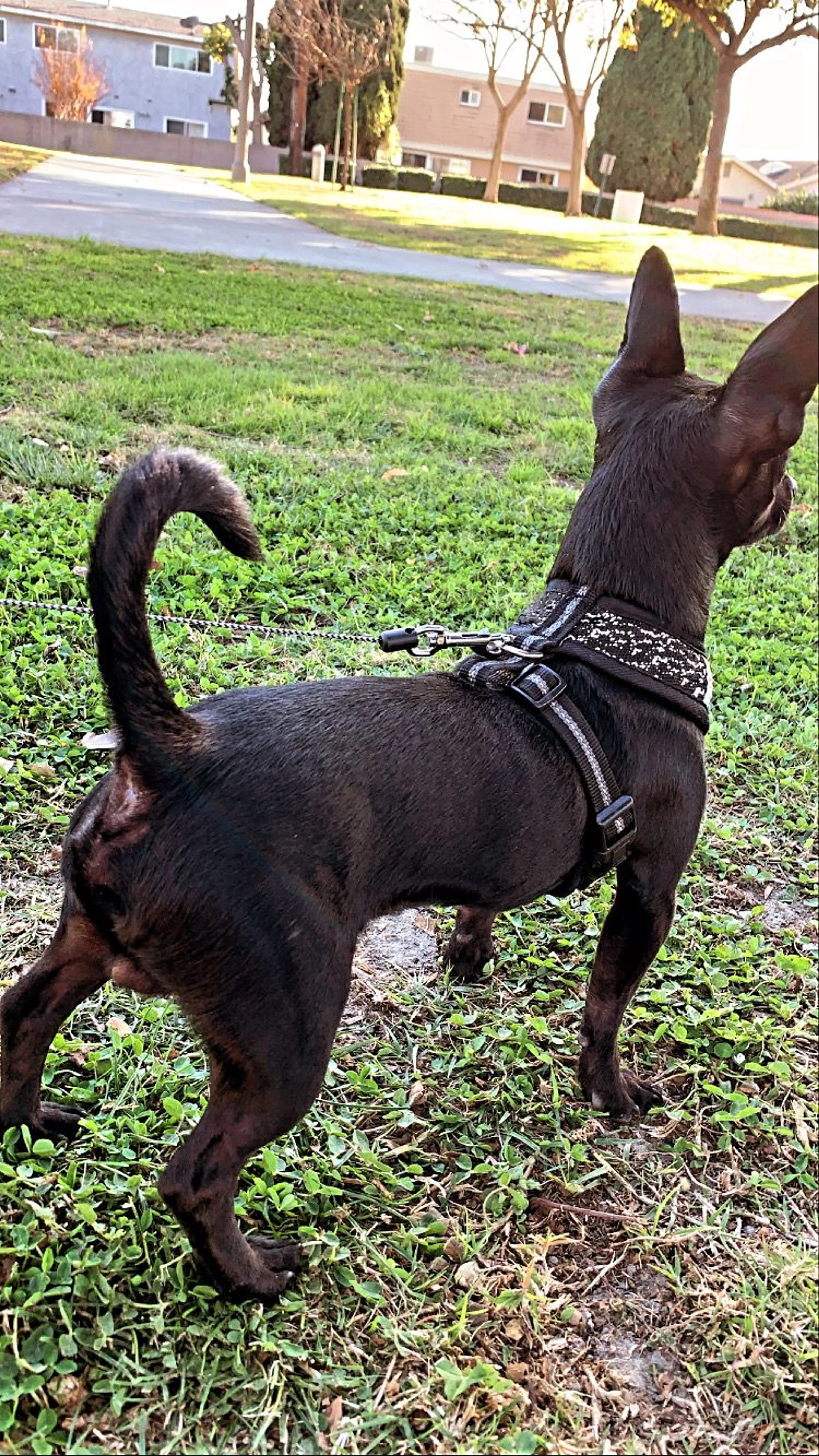 Lost pet-1