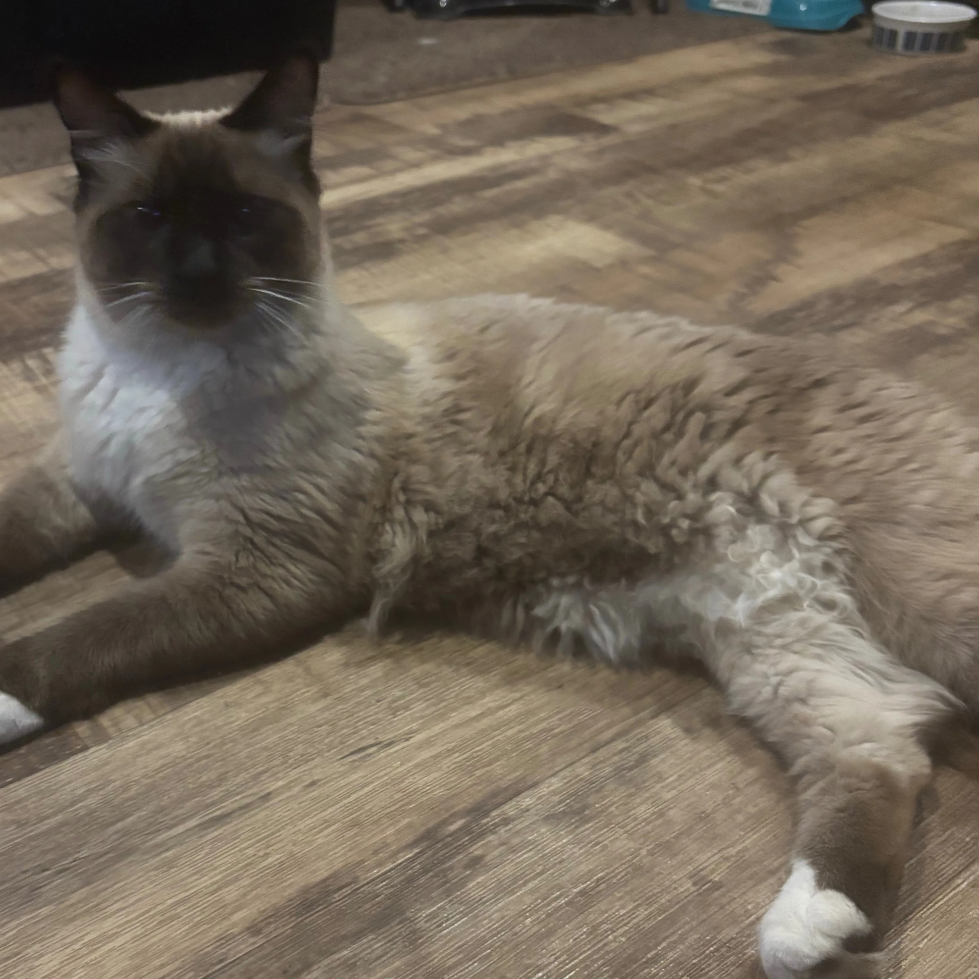 Lost pet-1