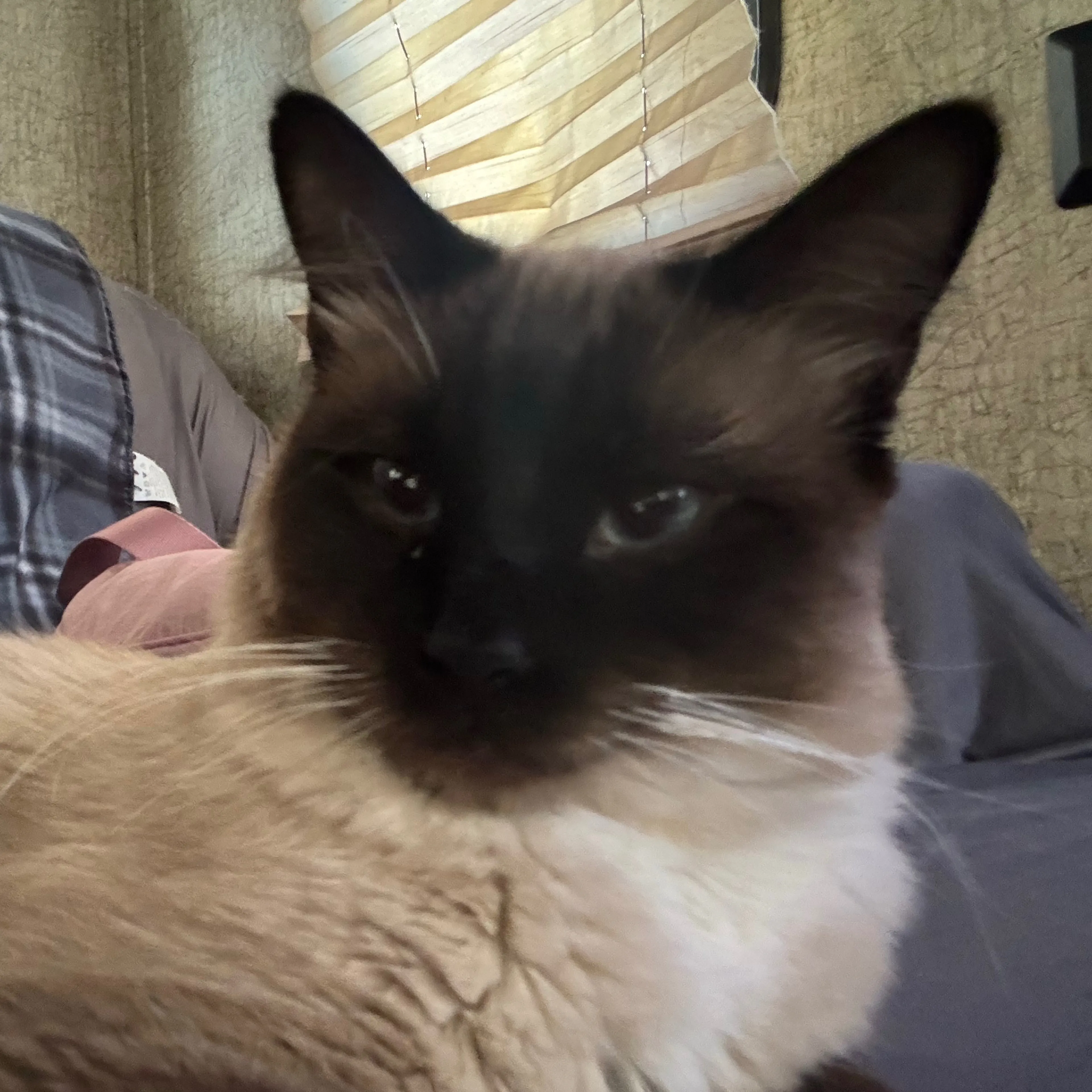 Lost pet-2