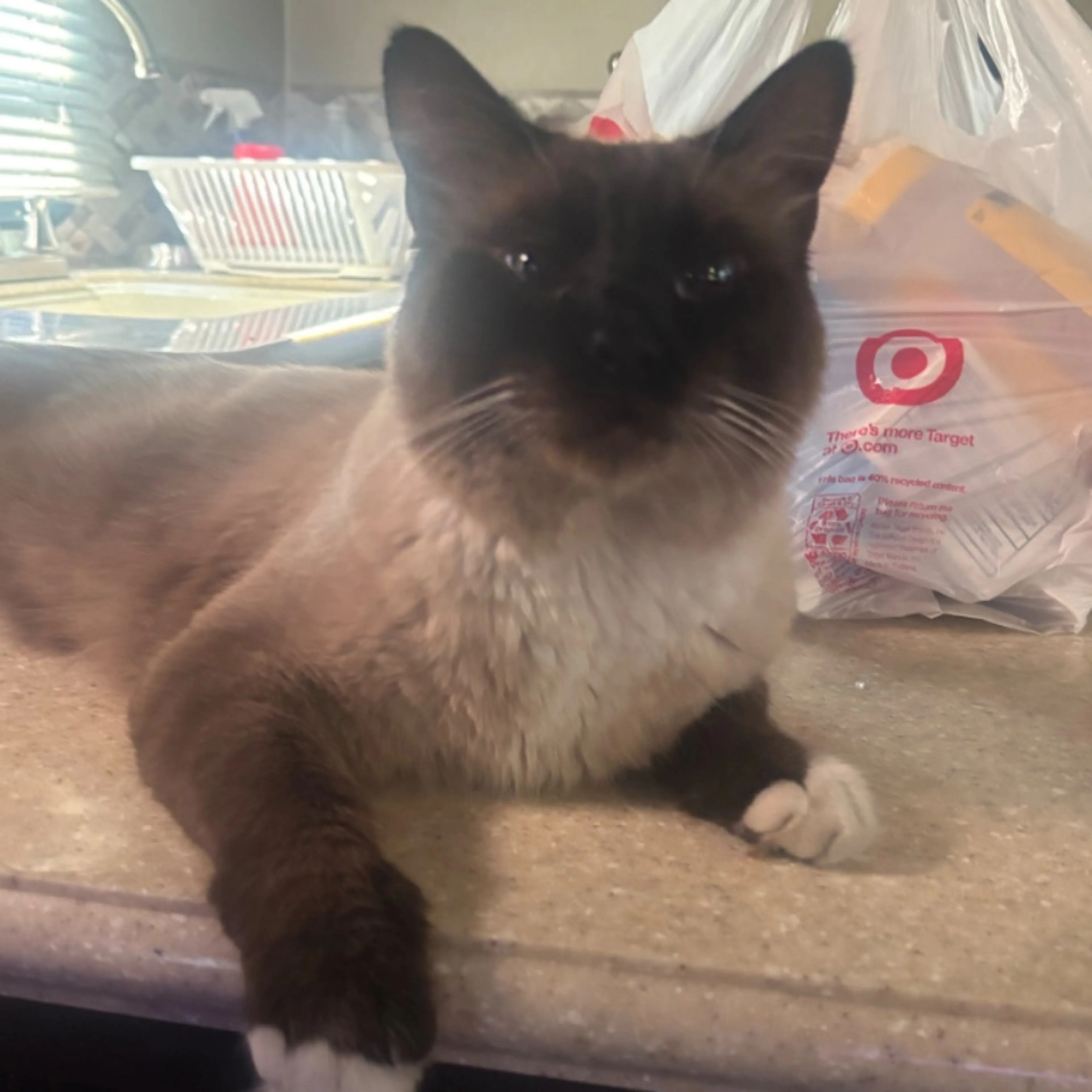 Lost pet-0
