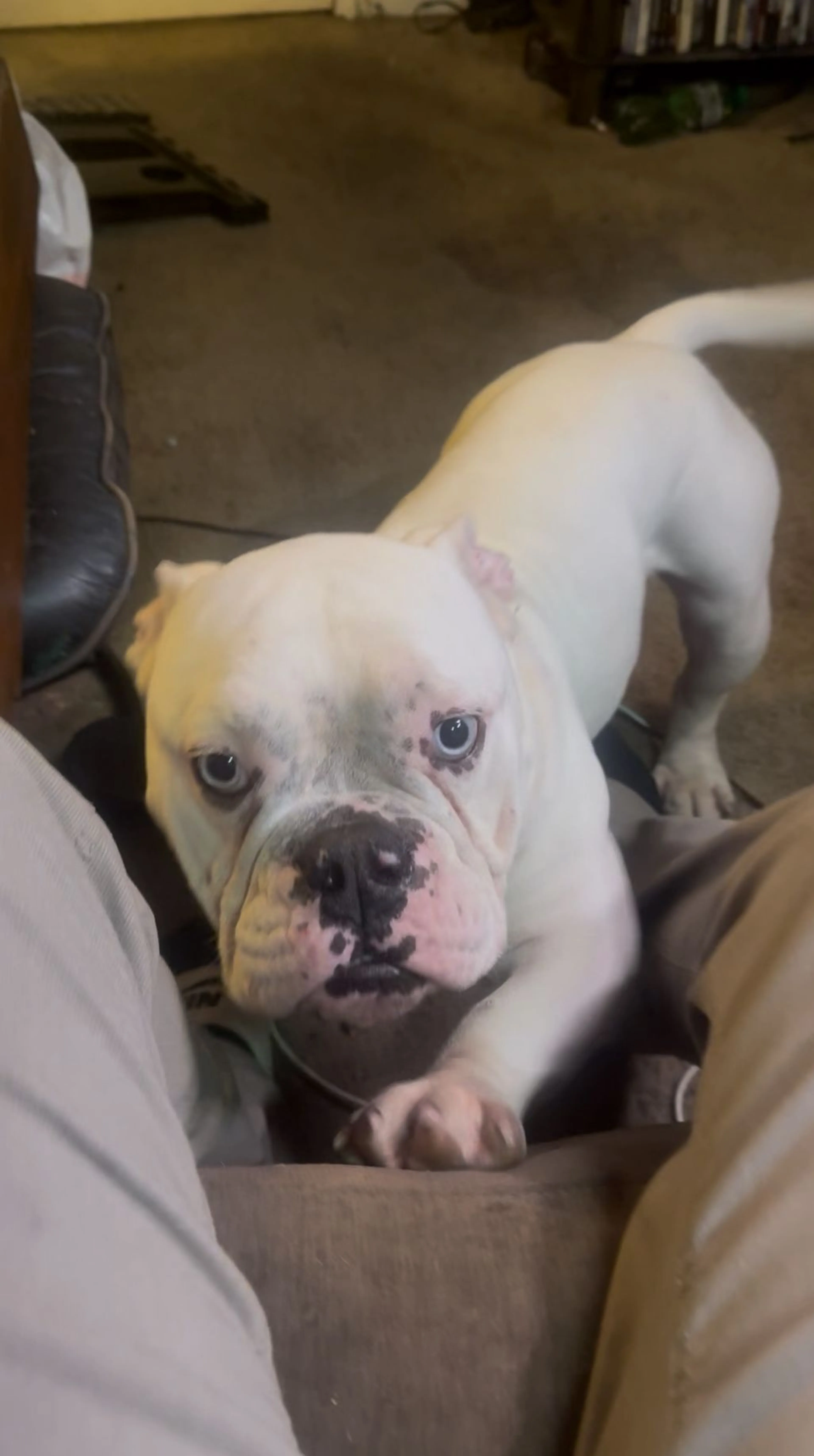 Lost pet
