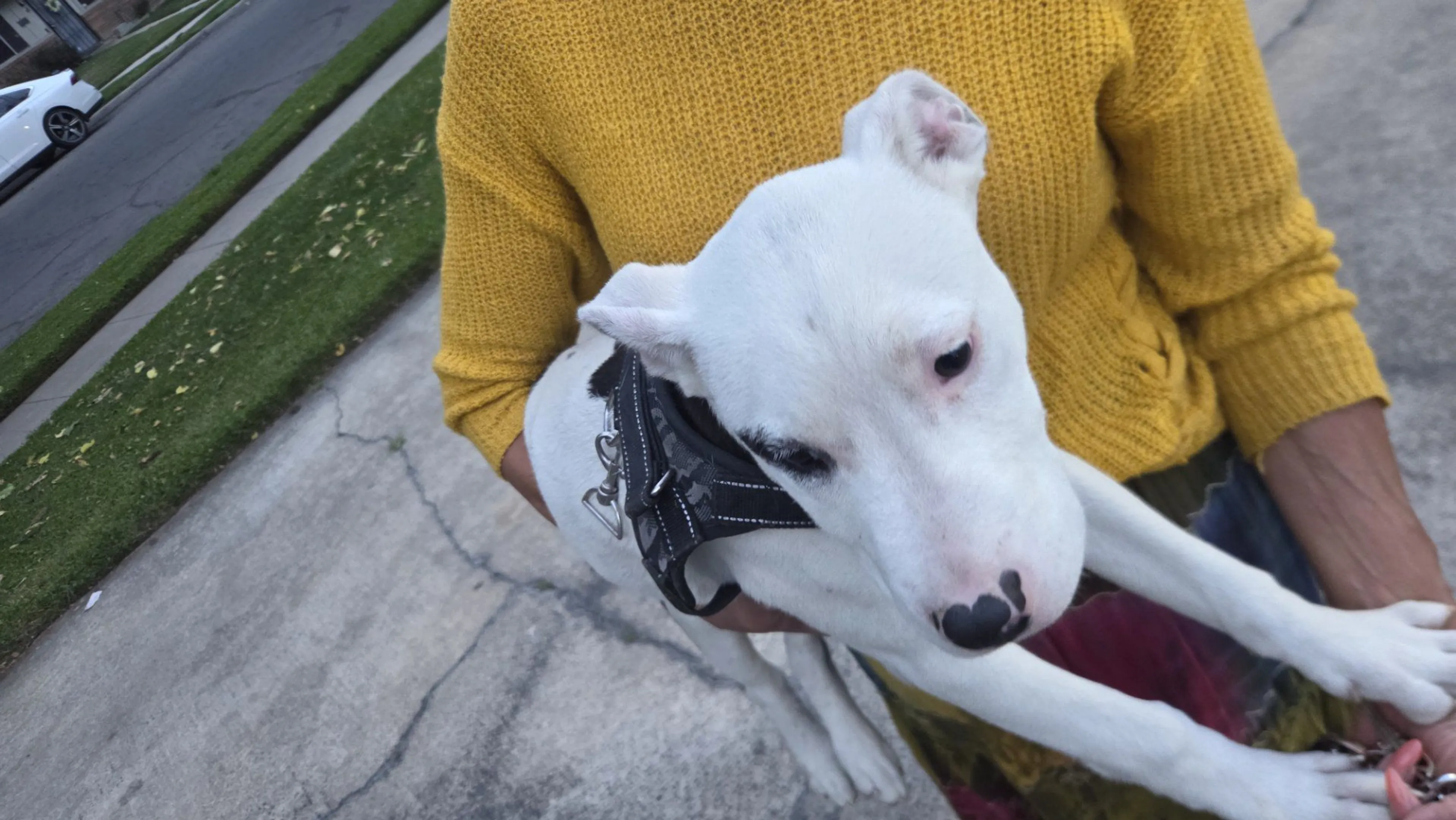 Lost pet