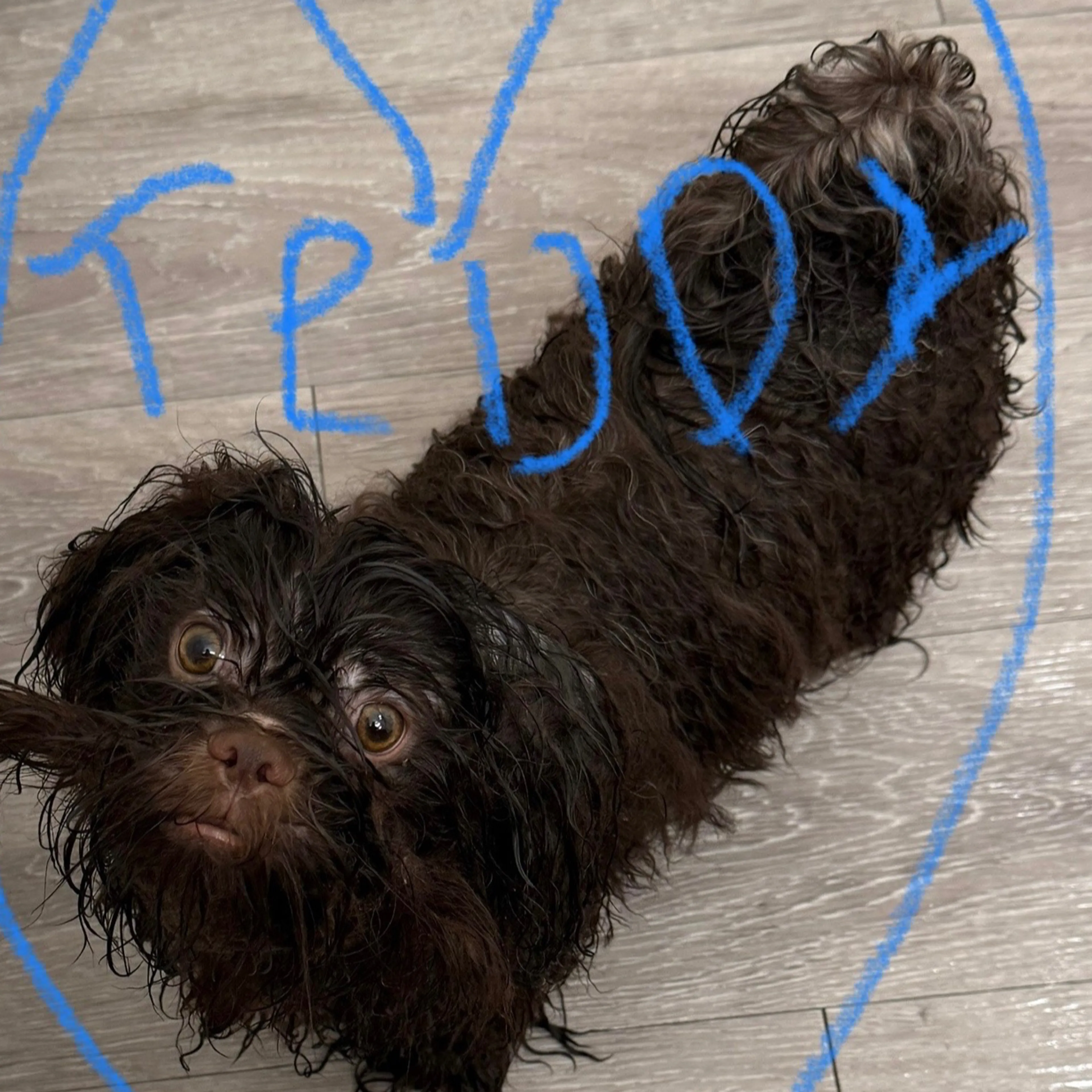 Lost pet-2