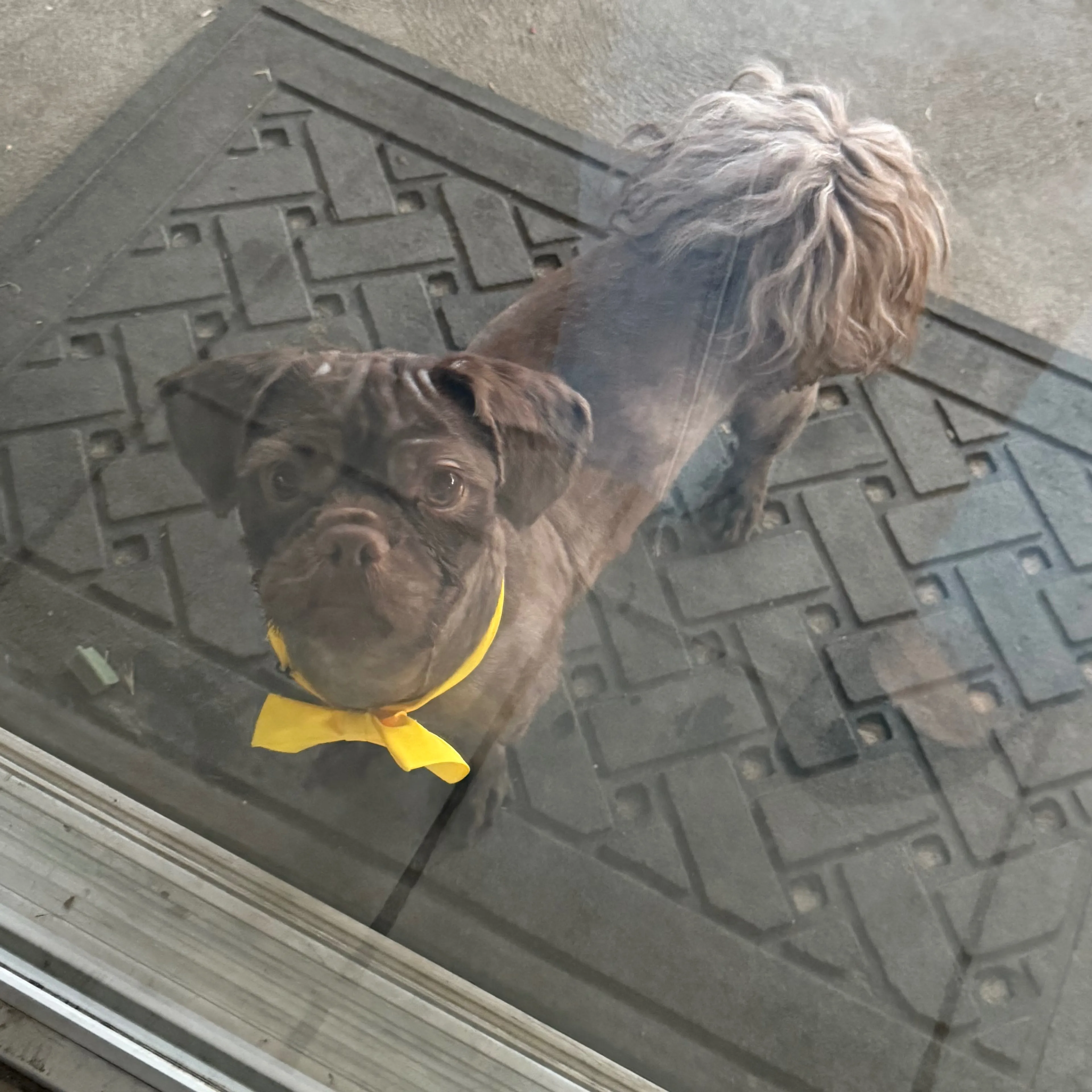 Lost pet-1