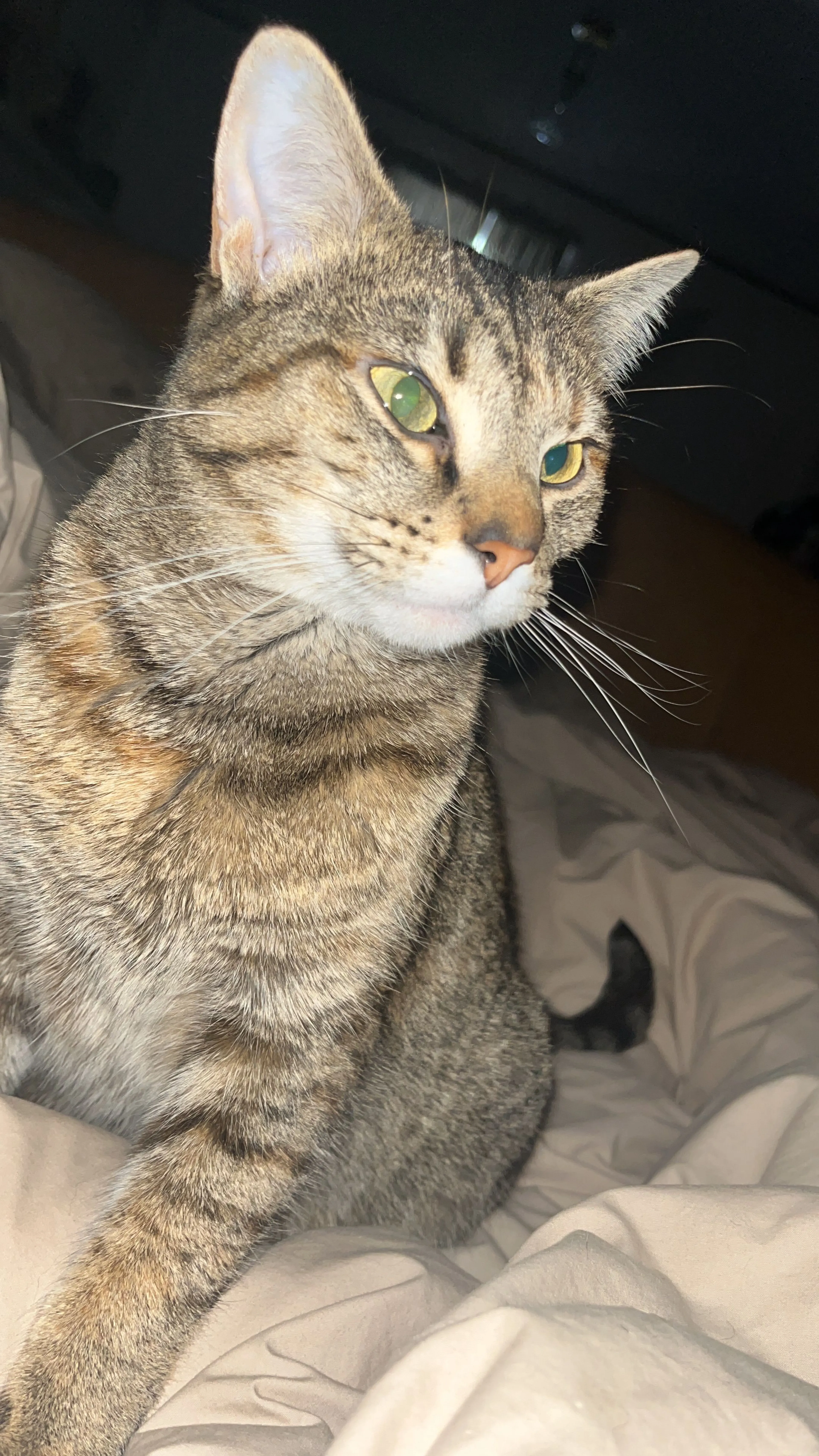 Lost pet-3