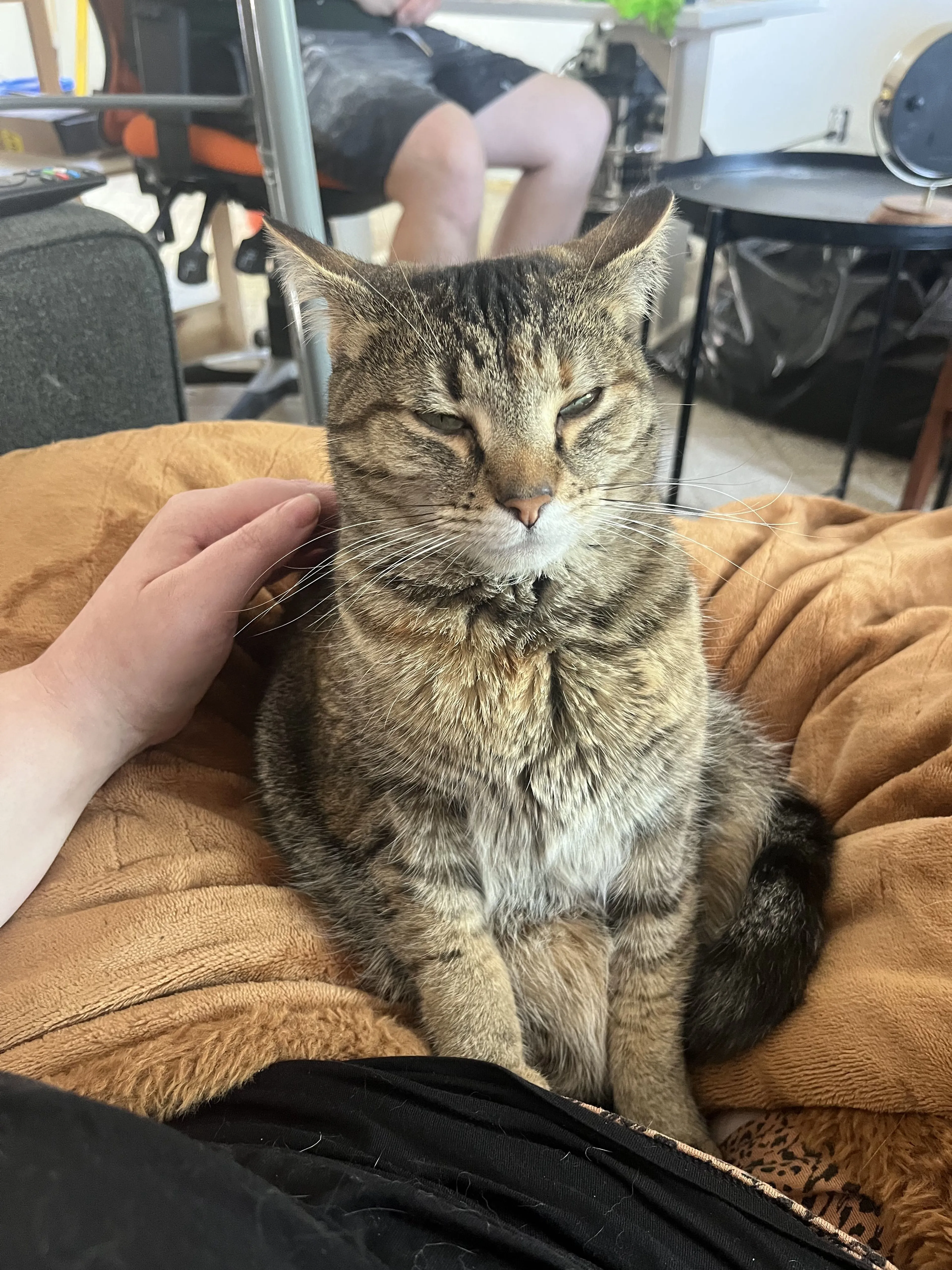 Lost pet-0