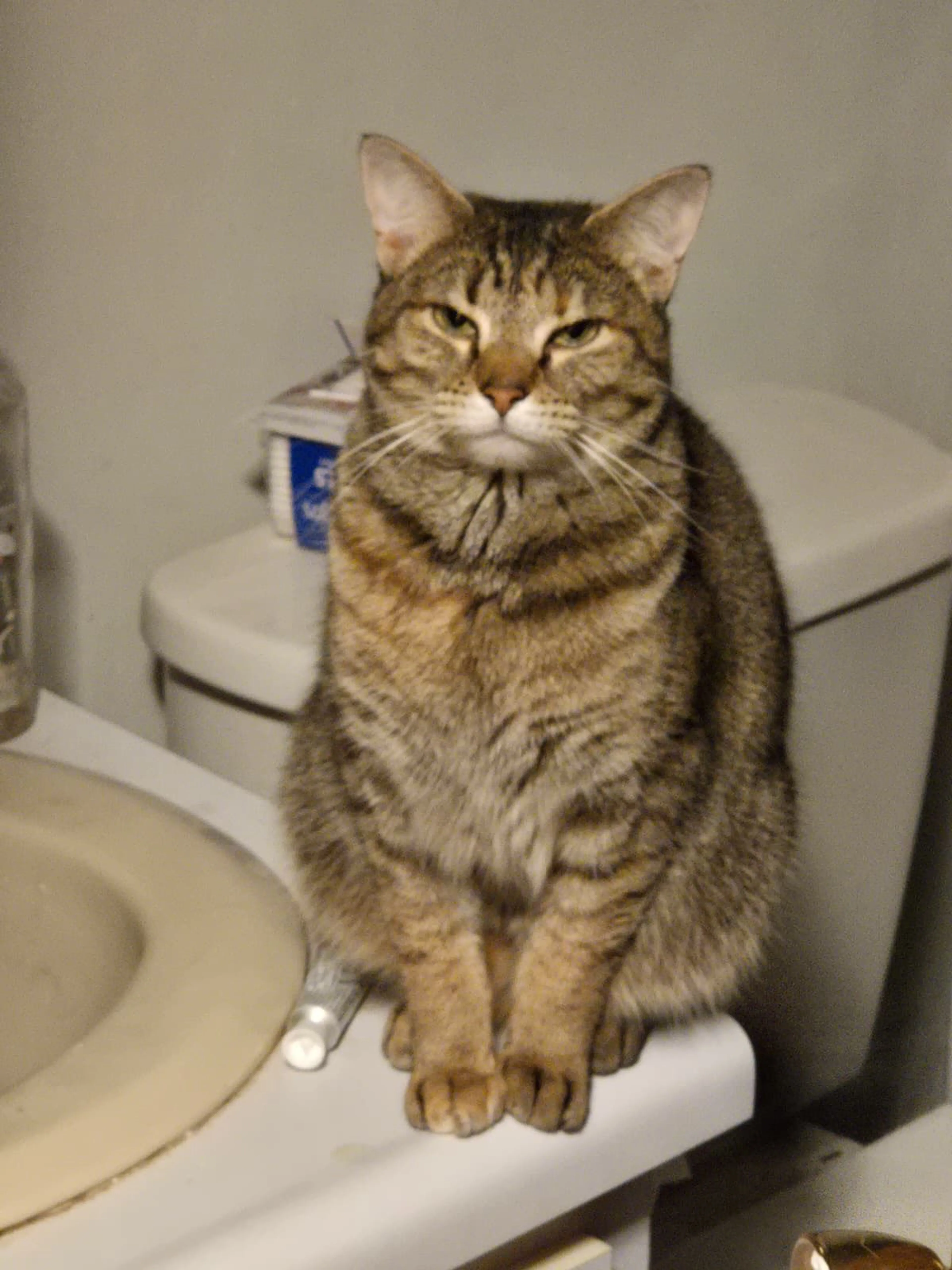Lost pet-2