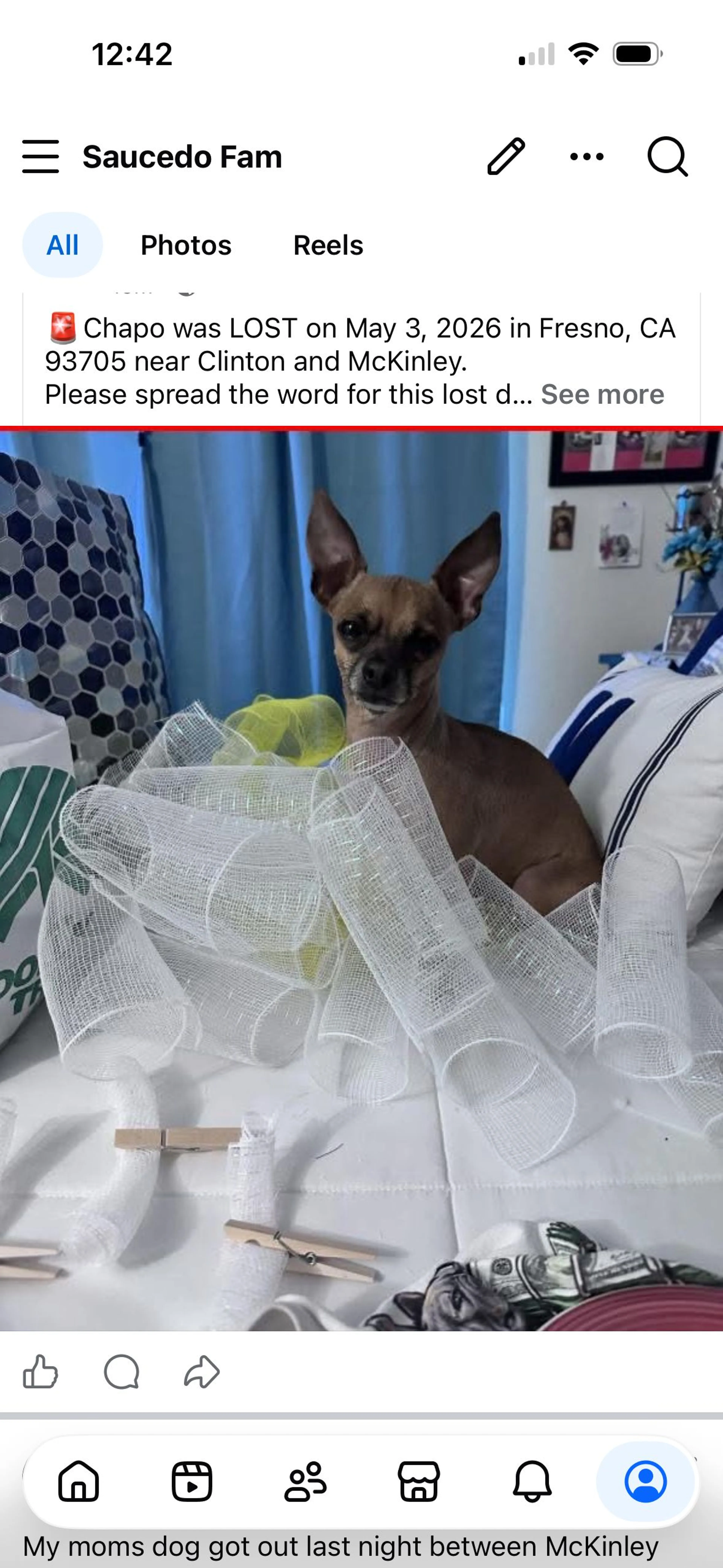Lost pet