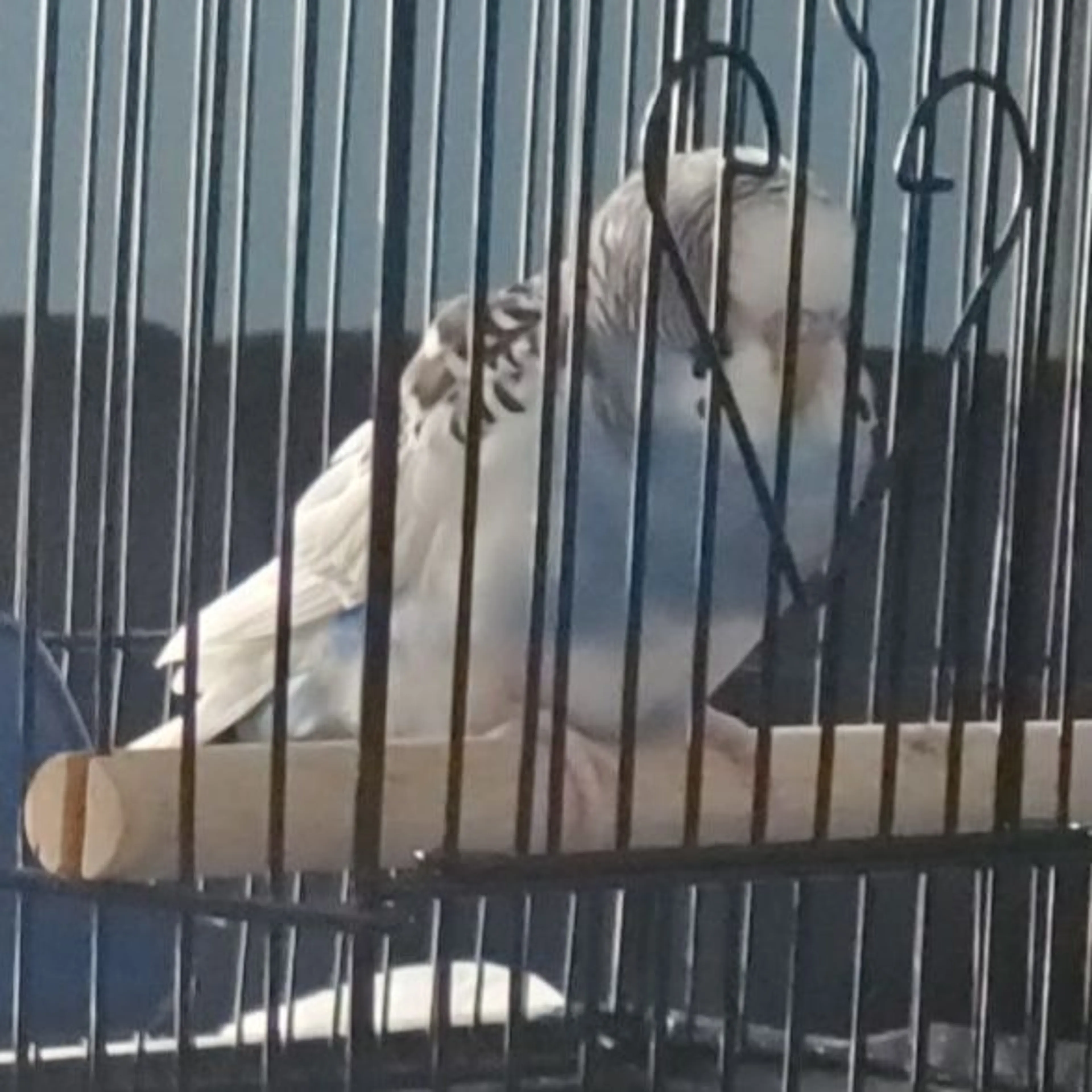 Lost pet