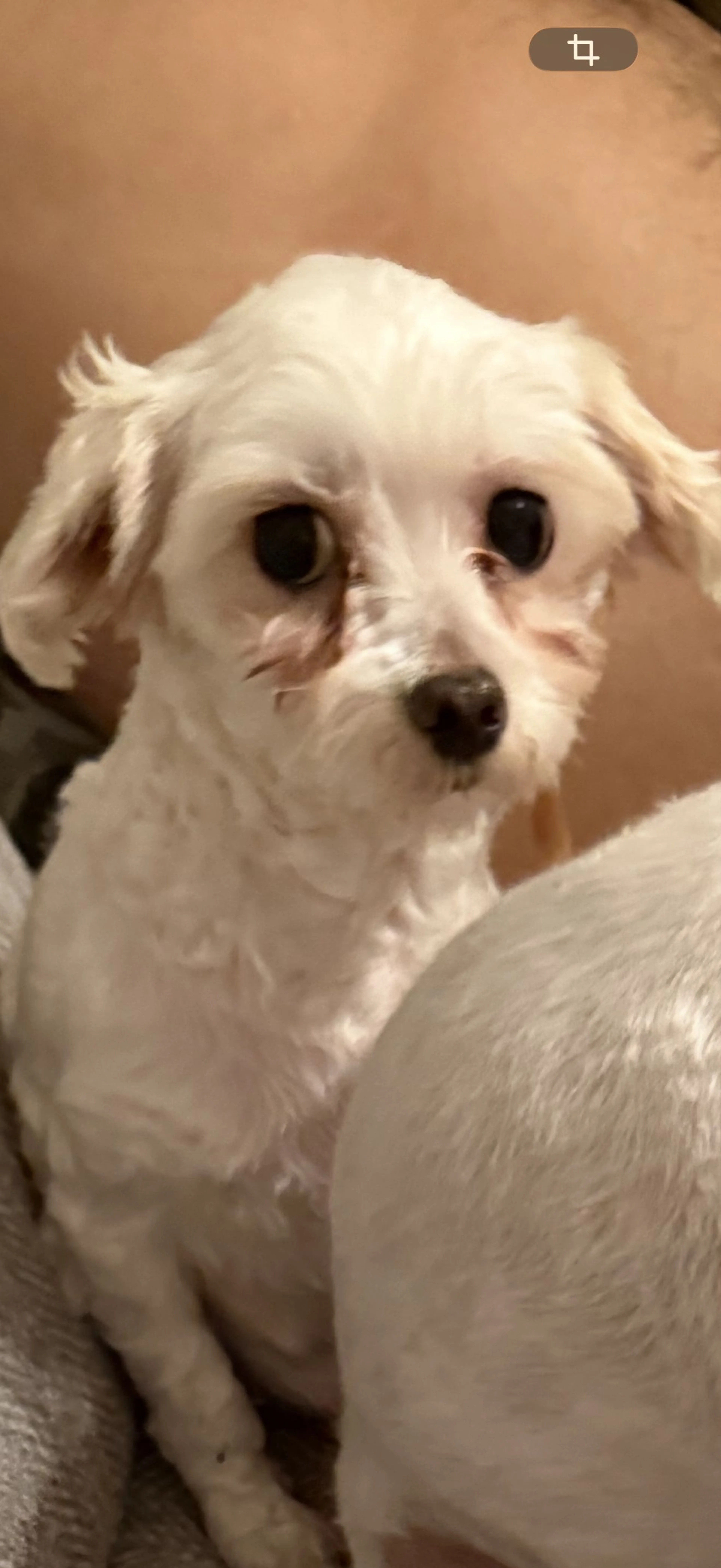 Lost pet