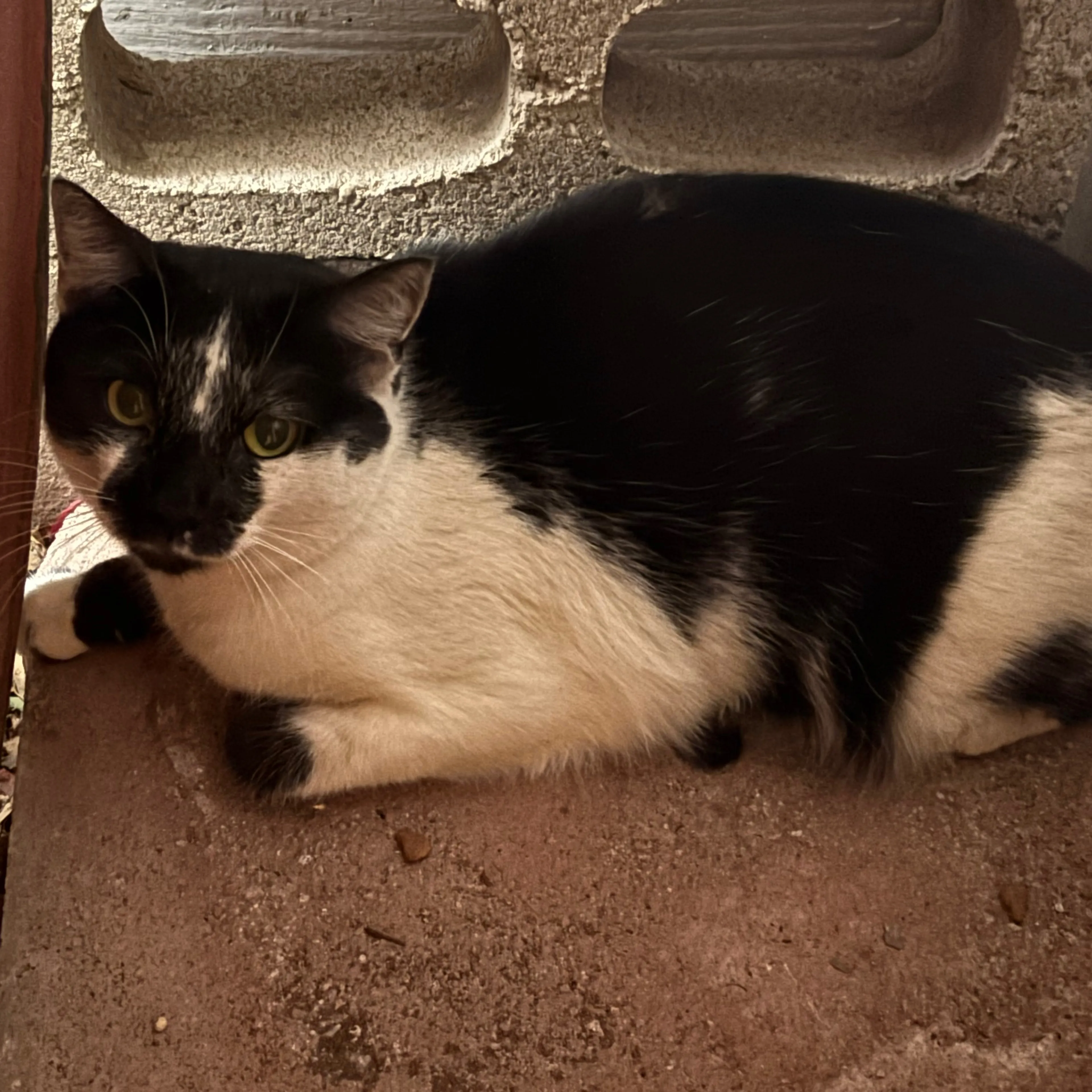 Found pet-1