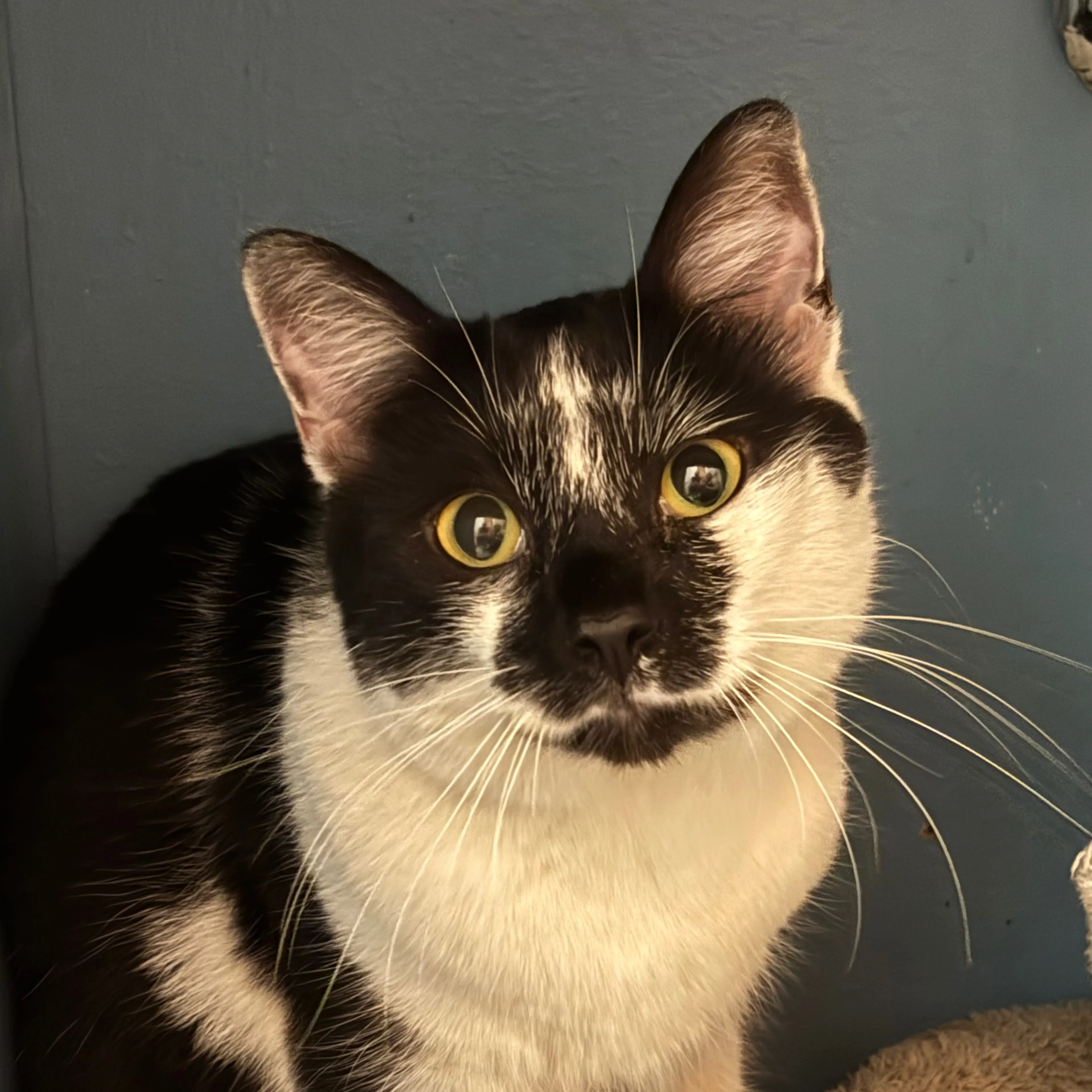 Found pet-2