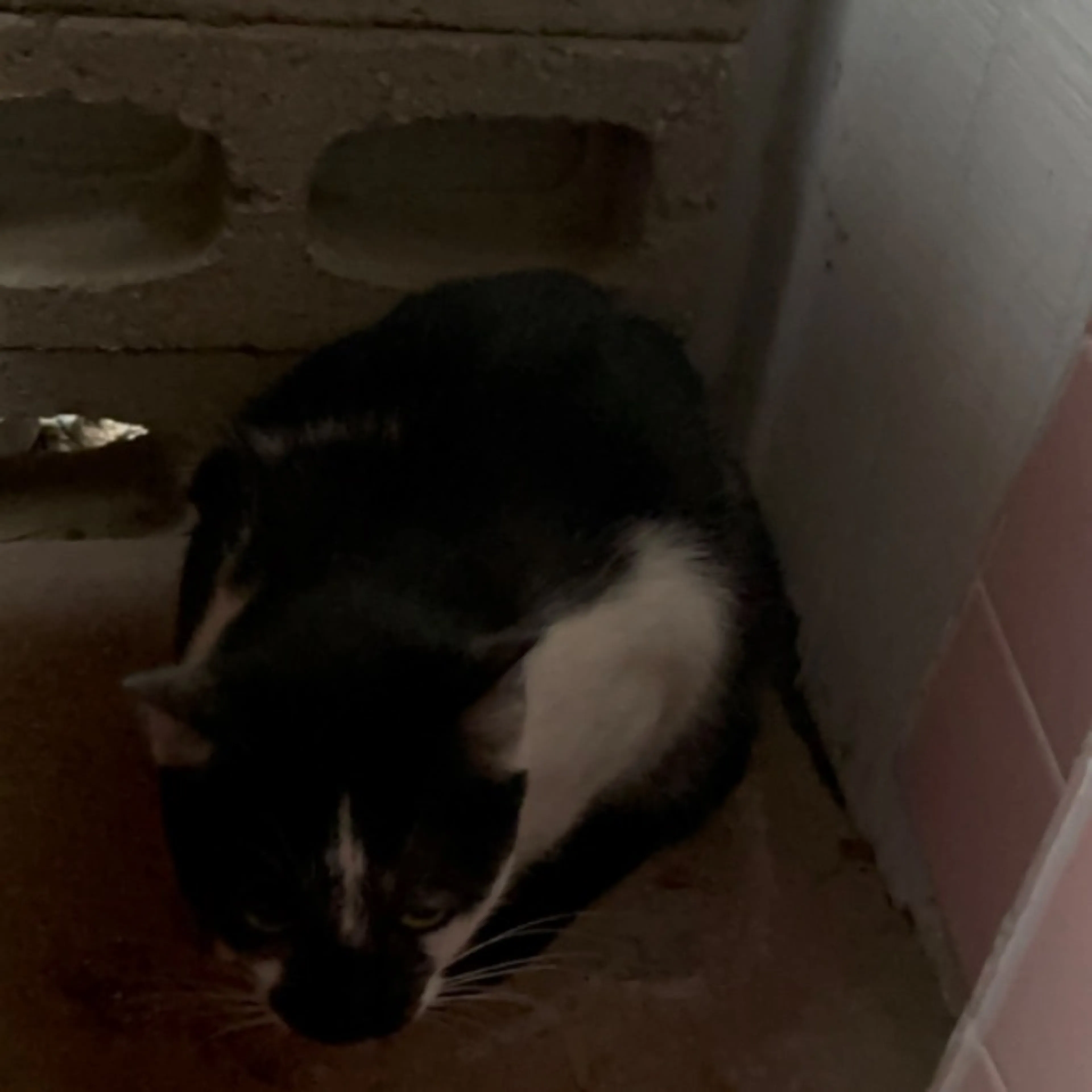 Found pet-0
