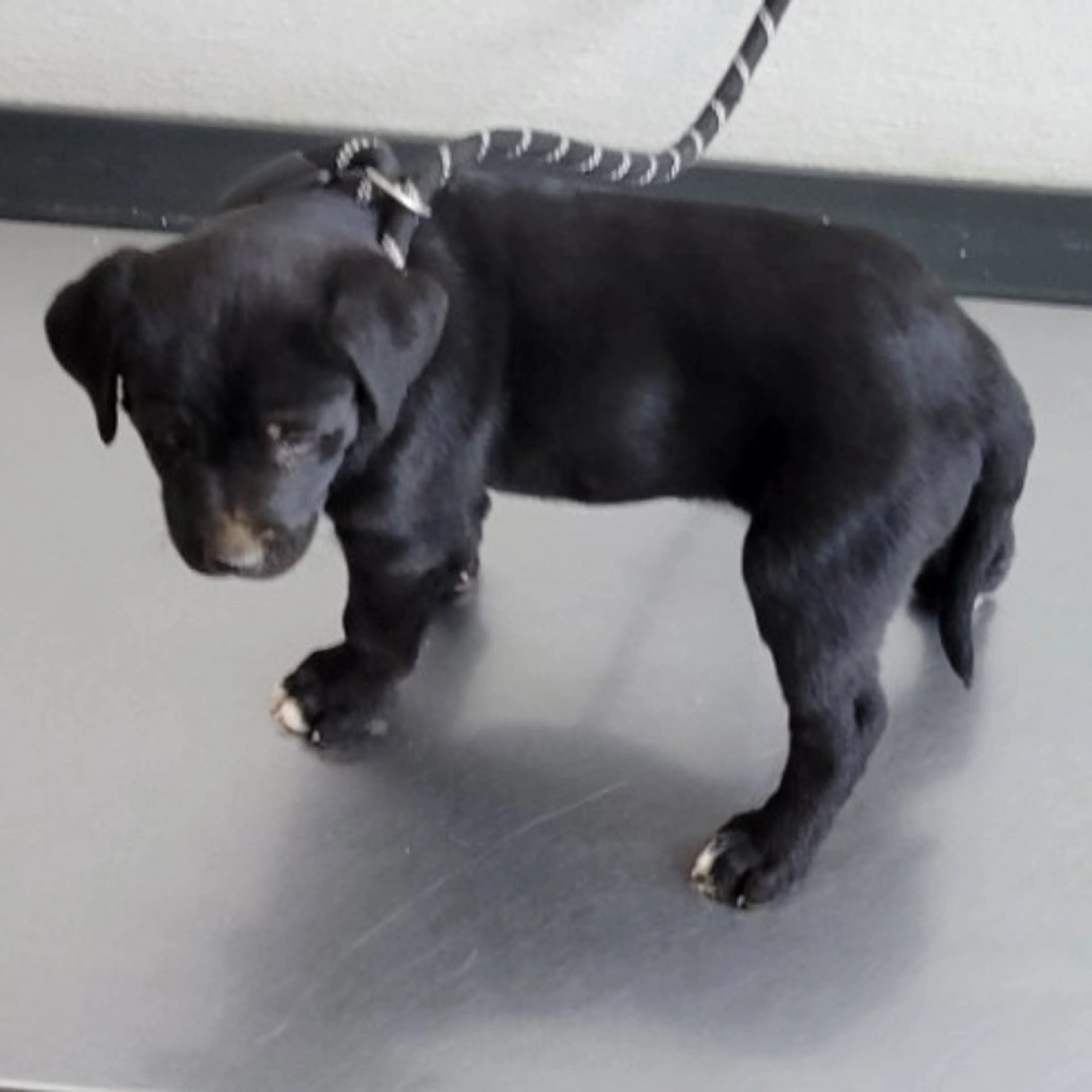 Found pet-1