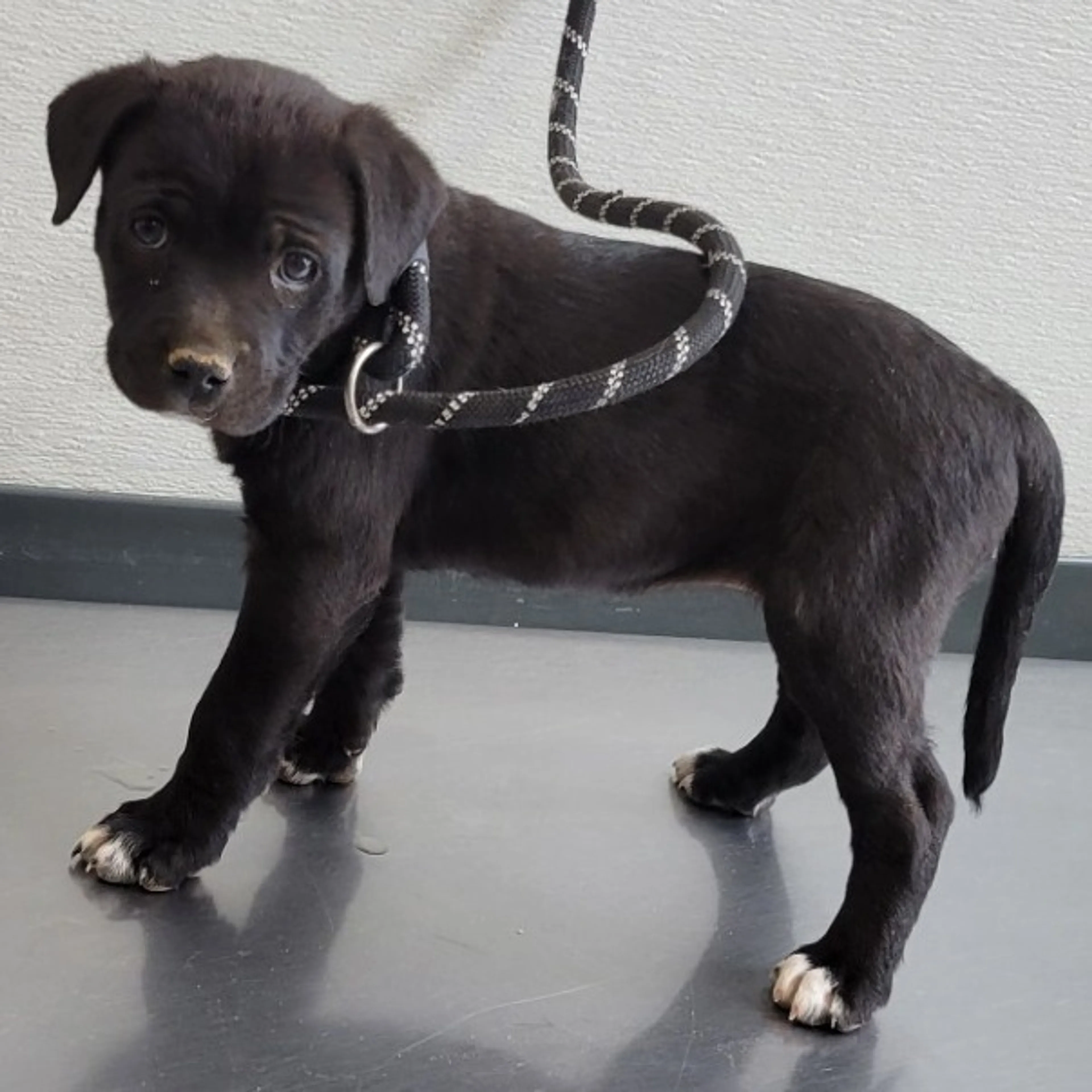 Found pet-1